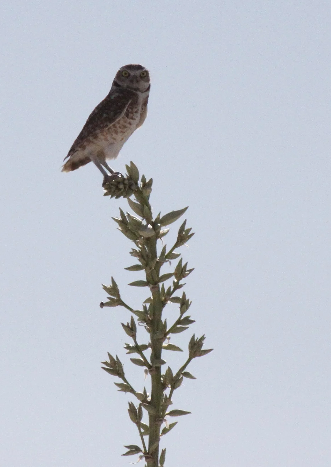 BIRD - OWL - BURROWING OWL - WHITE SANDS NATIONAL MONUMENT NEW MEXICO (4).JPG