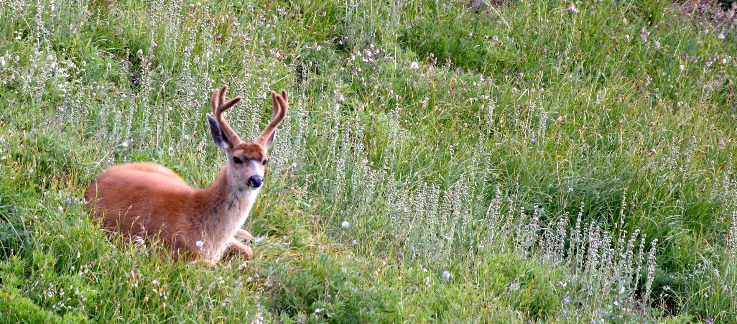 CERVID - DEER - COLUMBIA BLACK-TAILED DEER - OLYMPIC NATIONAL PARK (14).JPG