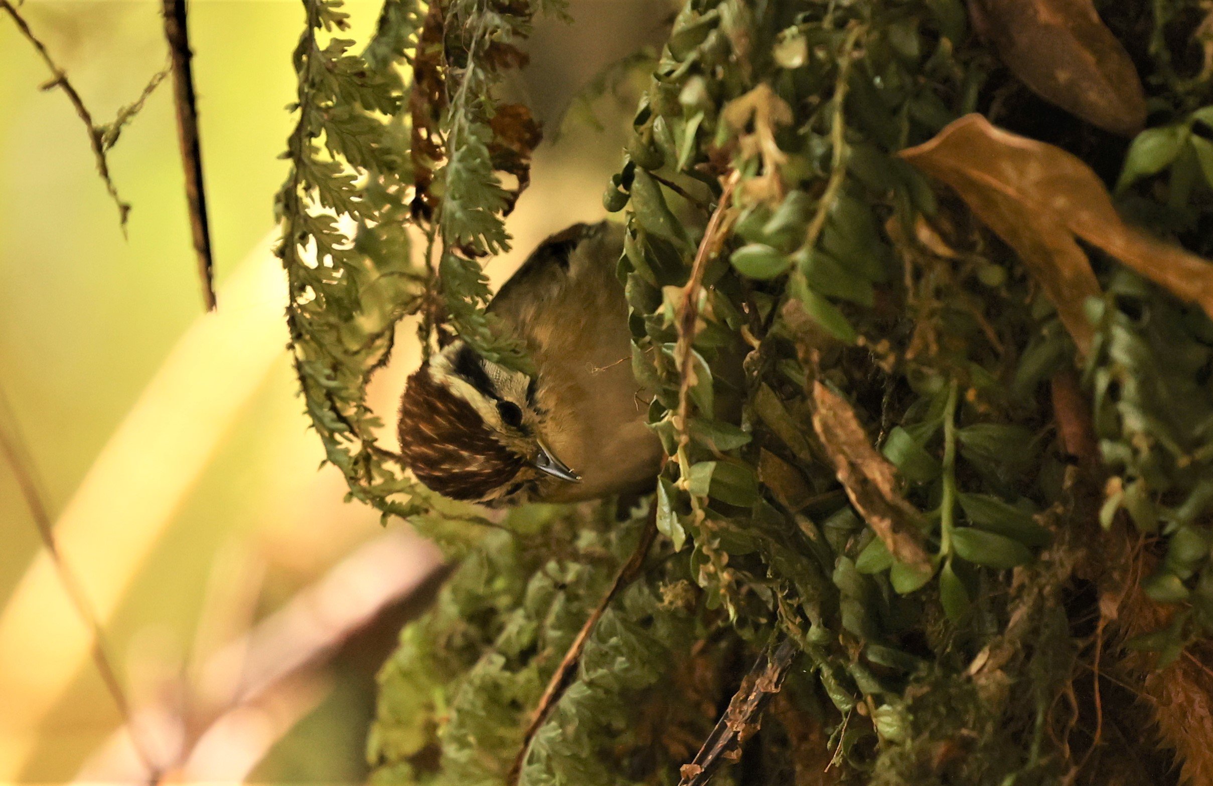 FULVETTA - RUFOUS-WINGED FULVETTA - Schoeniparus castaneceps - DOI INTHANON NP CHIANG MAI, DEC 2021 (6).jpg