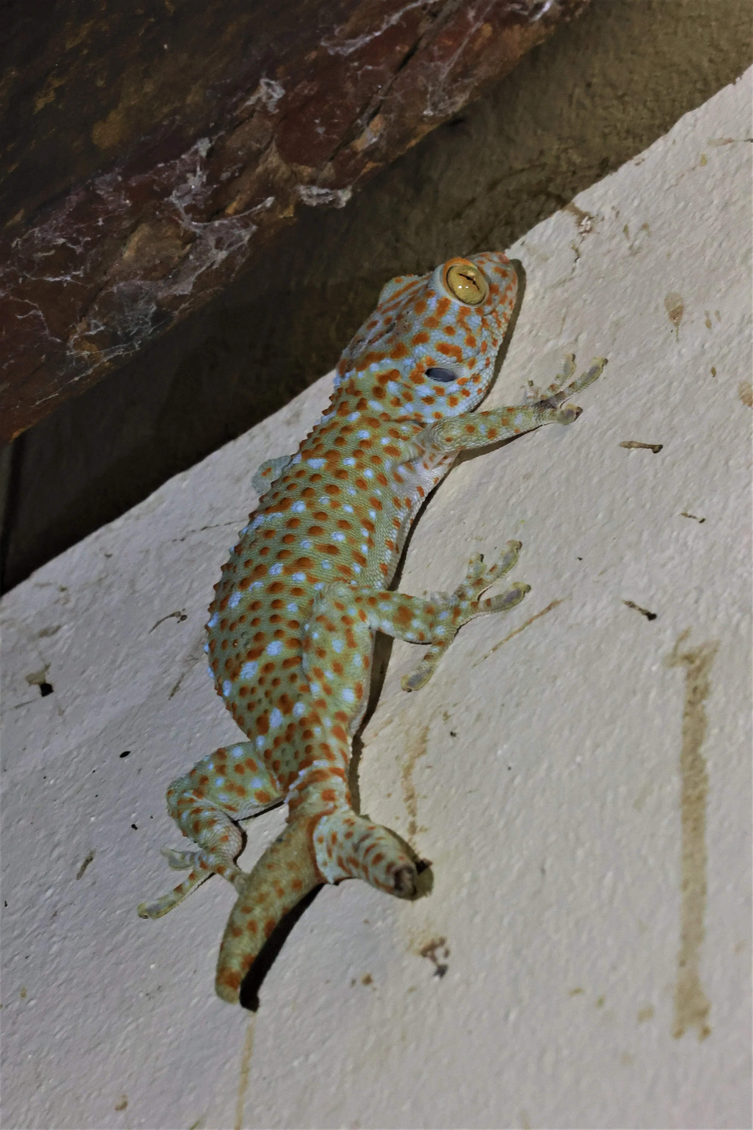Family Gekkonidae - Geckos — Coke Smith Wildlife