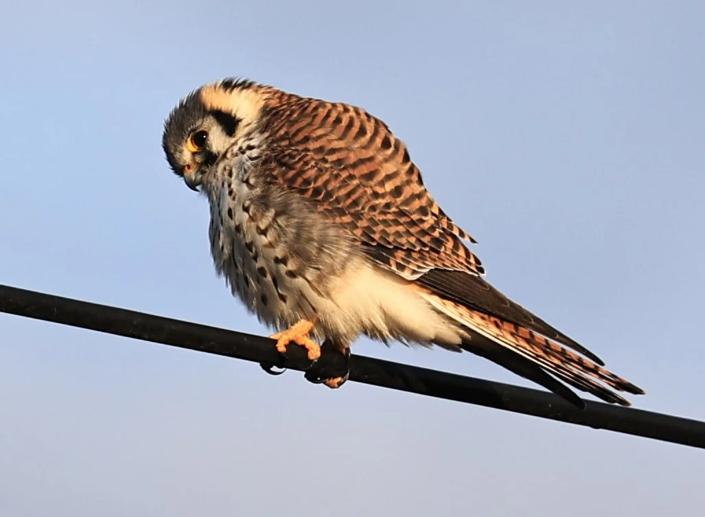 American Kestrel (Falco sparverius) Aurora Chaquena Reserve, Neuland Mennonite Colony Paraguay (17).jpg