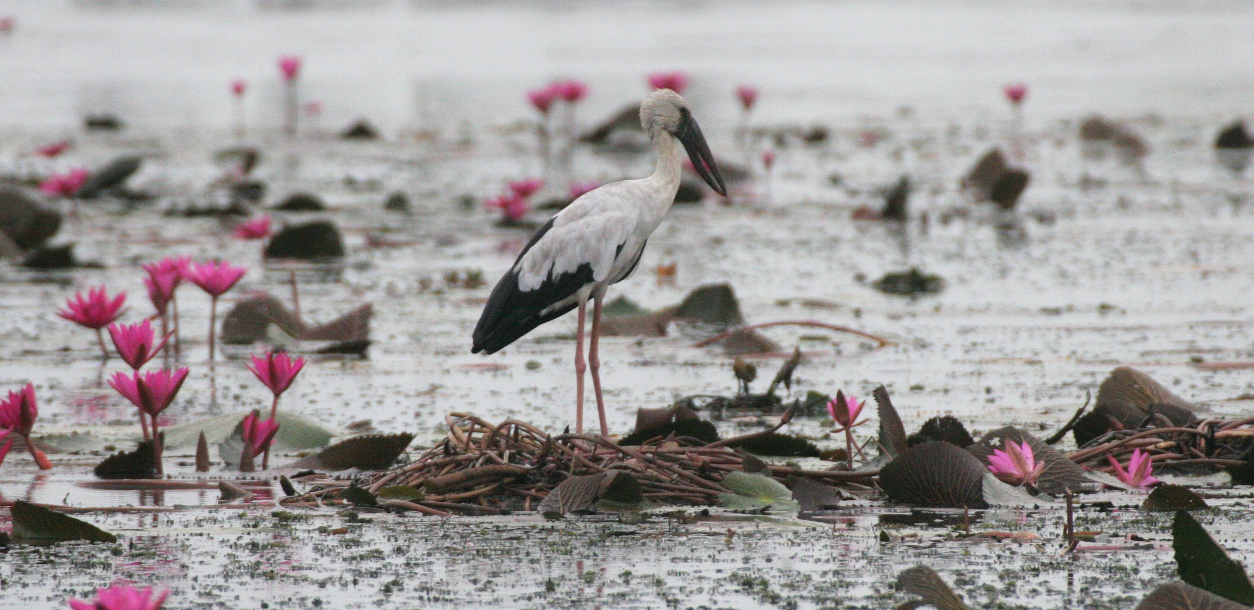 STORK - ASIAN OPENBILL - Anastomus oscitans - BUENG BORAPHET THAILAND (38).JPG