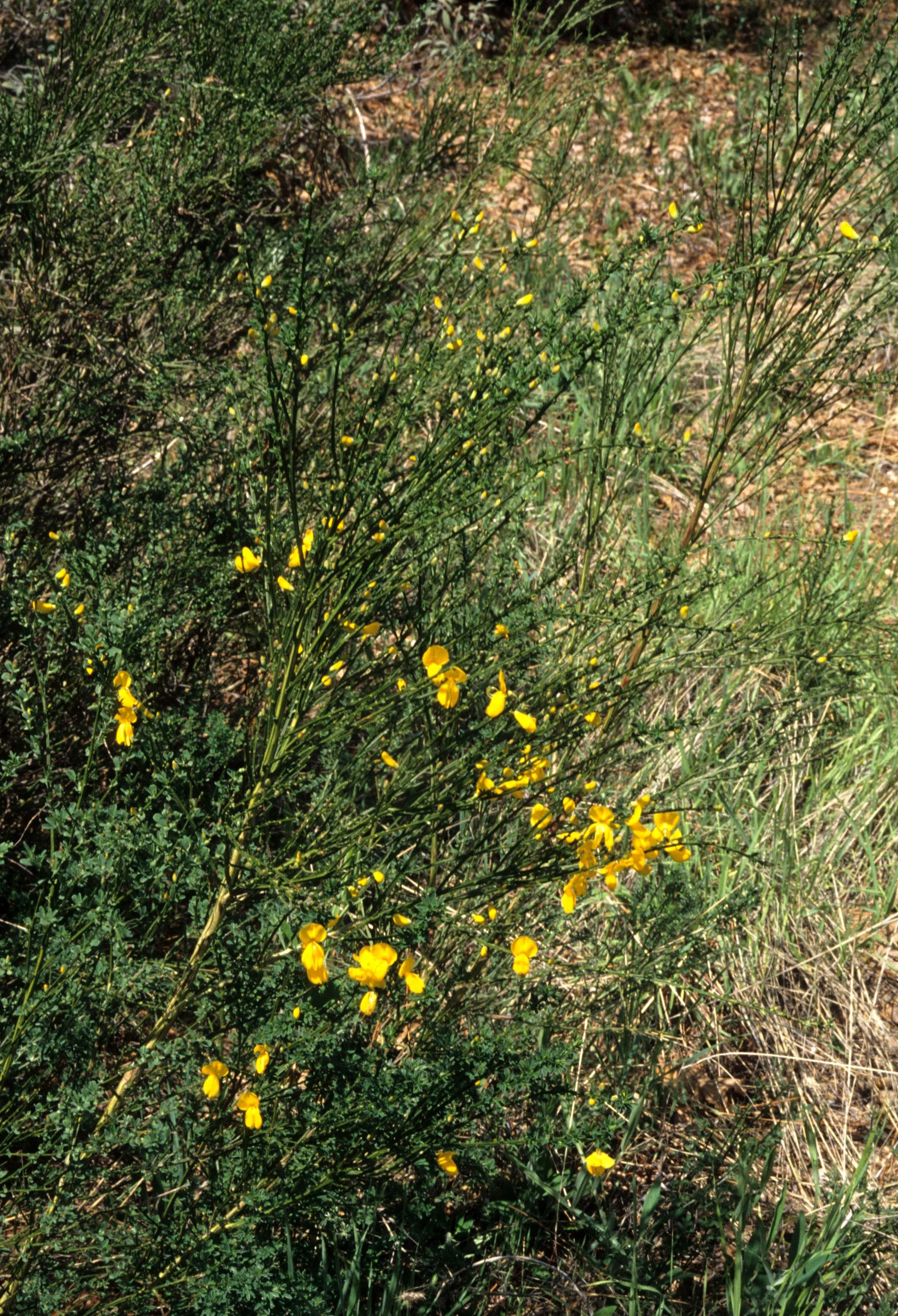 CALIFORNIA - SIERRA - CYTISUS SCOPARIUS - SCOTCH BROOM A.jpg