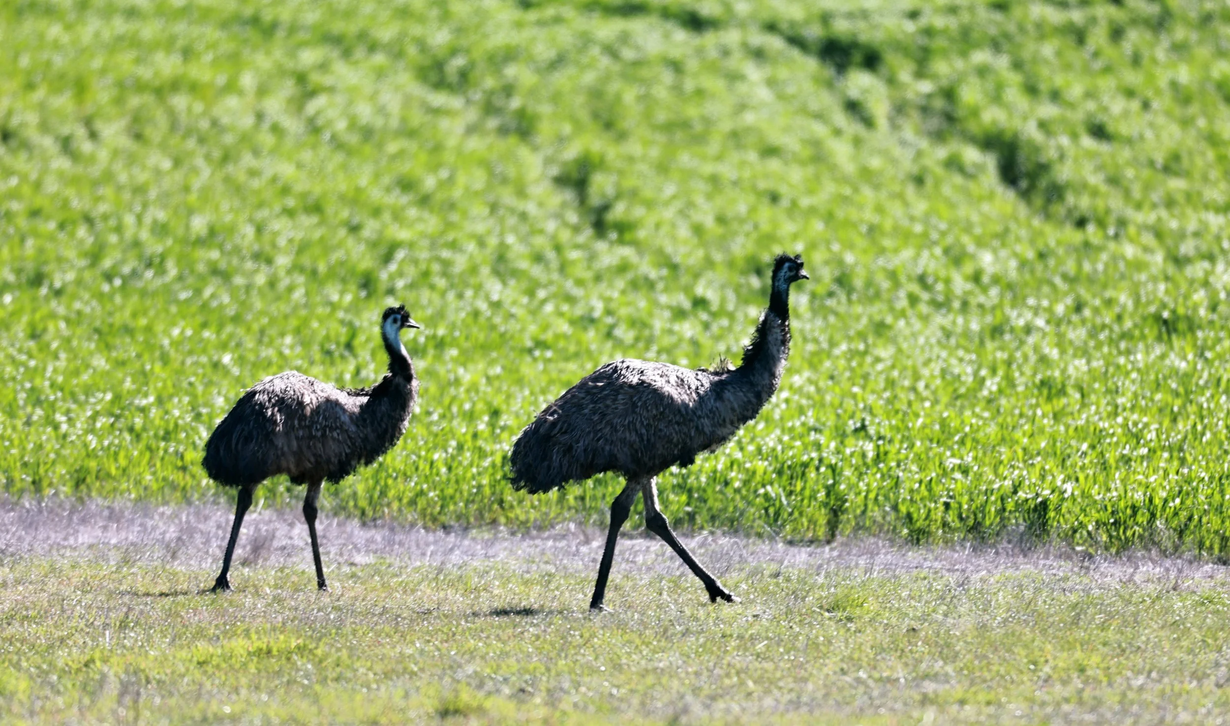 Emu (Dromaius novaehollandiae) Stirling Range NP - Western Australia (9).jpg