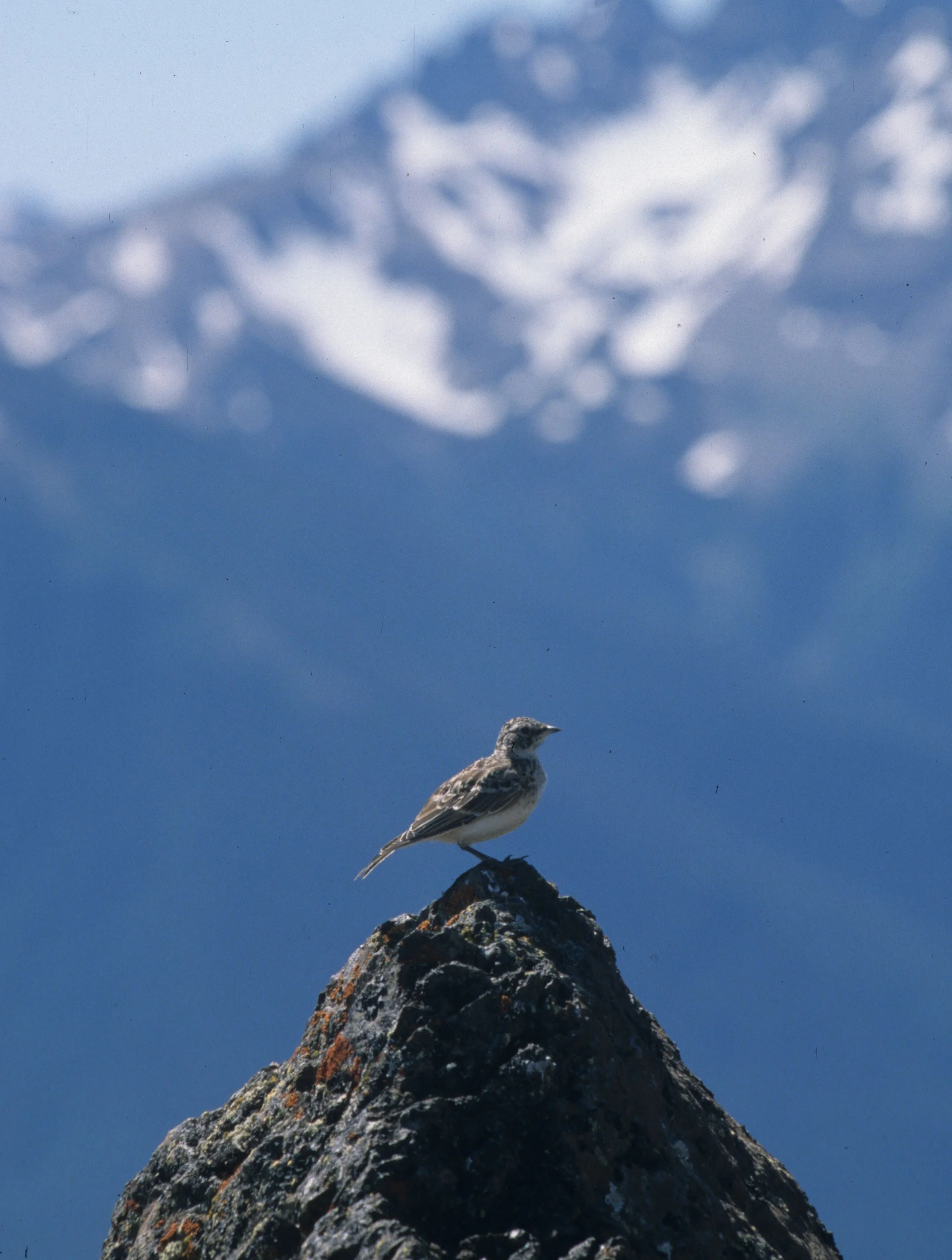Horned Lark (Eremophila alpestris) Deer Park Campground Olympic National Park Washington (4).jpg