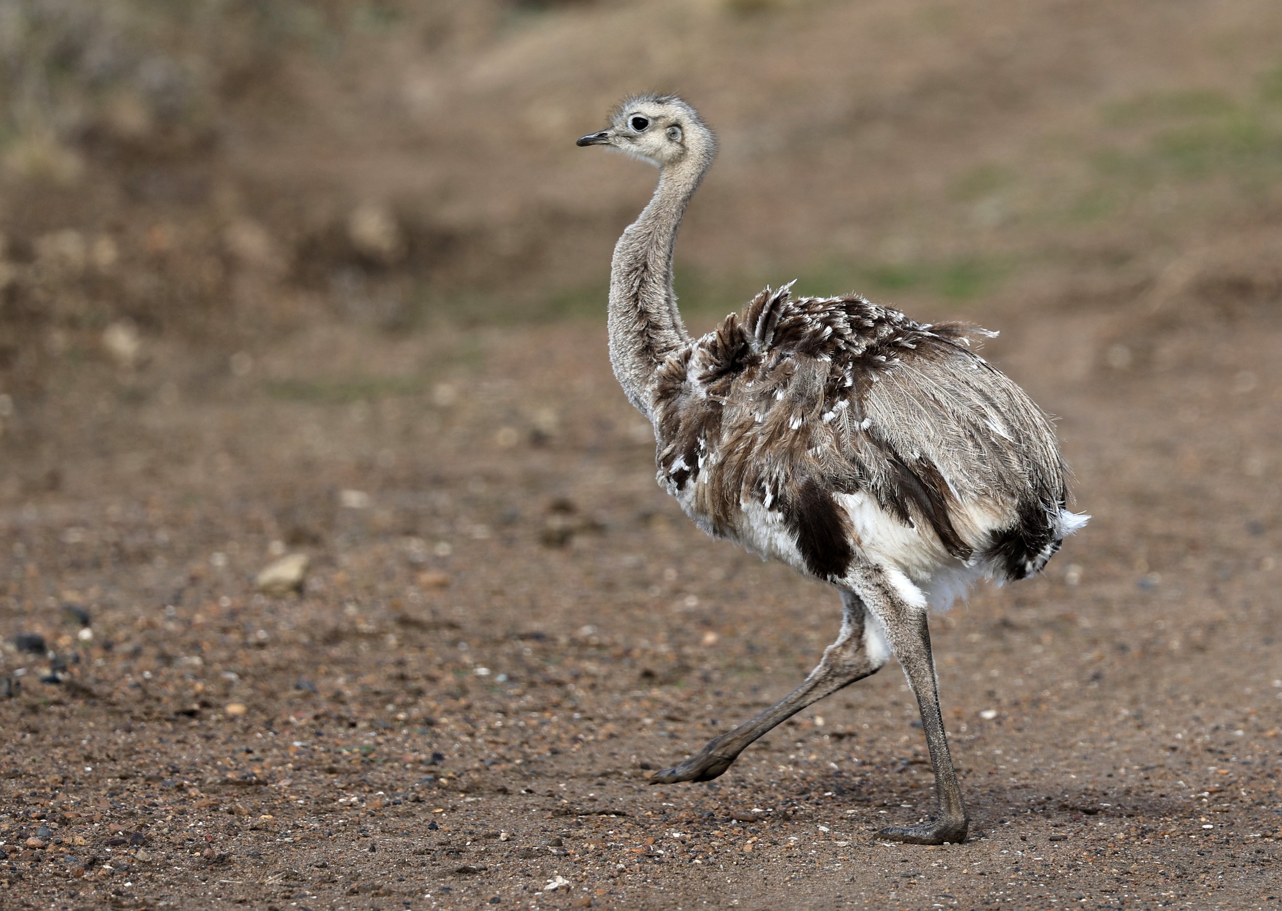 Lesser or Darwin's  Rhea (Rhea pennata) Valdes Peninsula, Chubut Province, Argentina Day 2 (3).jpg