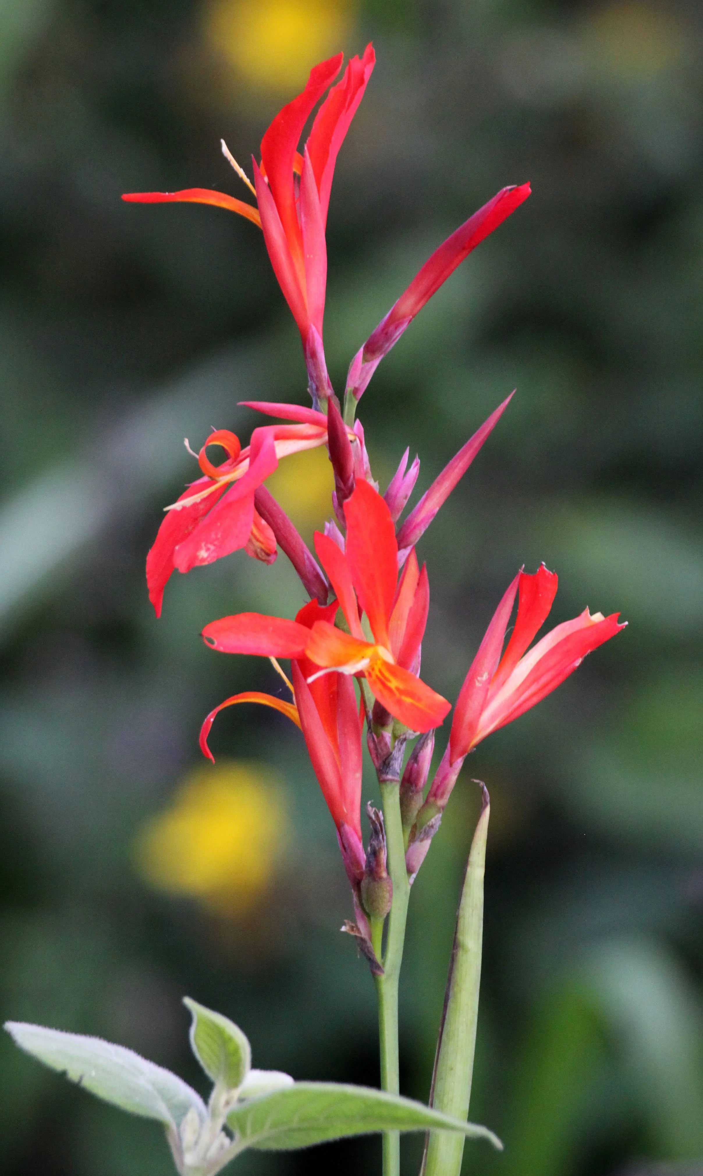 RUHENGERI RWANDA (146).JPG