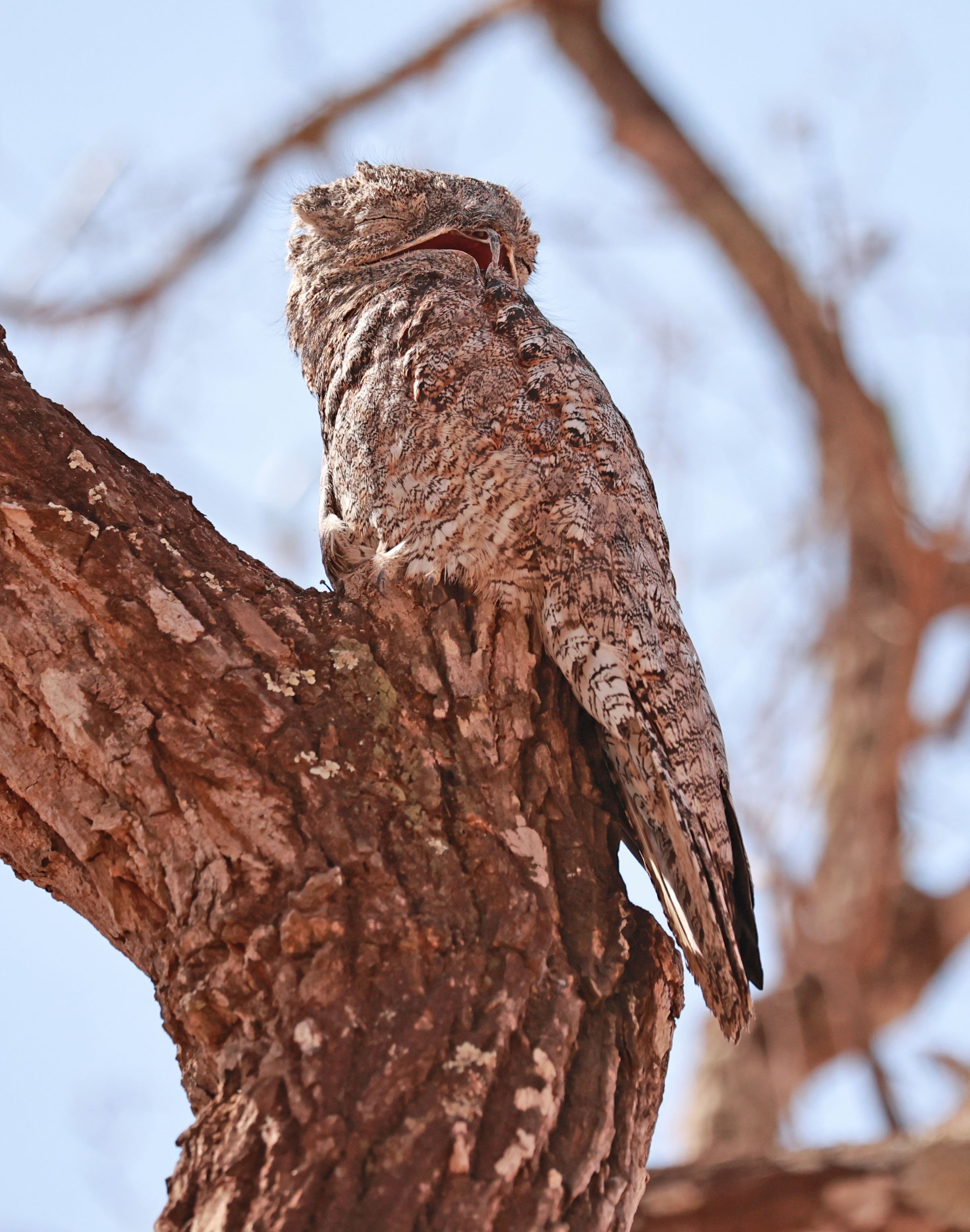 Potoo - Great Potoo - Nyctibius grandis - Porto Alegre Lodge, Pantanal (14).jpg