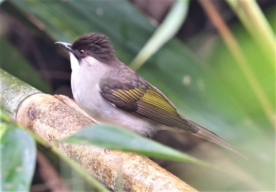 BULBUL - ASHY BULBUL - Hemixos flavala - KAENG KRACHAN PHANOEN THUNG 26 NOV 2021 (5).jpg