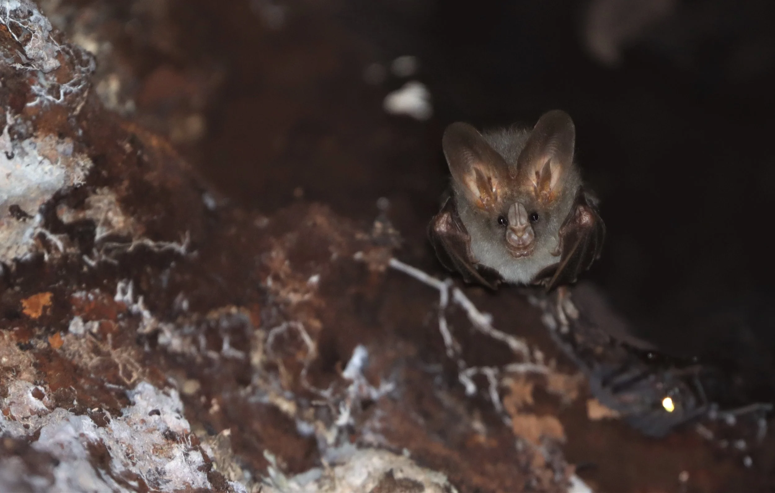 Genus Megaderma - False Vampire Bat — Coke Smith Wildlife