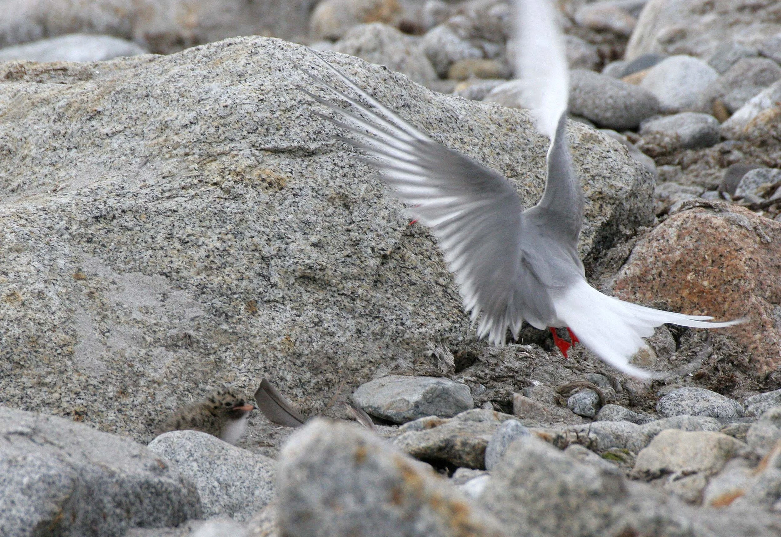 BIRD - TERN - ARCTIC TERN - SVALBARD (19).jpg