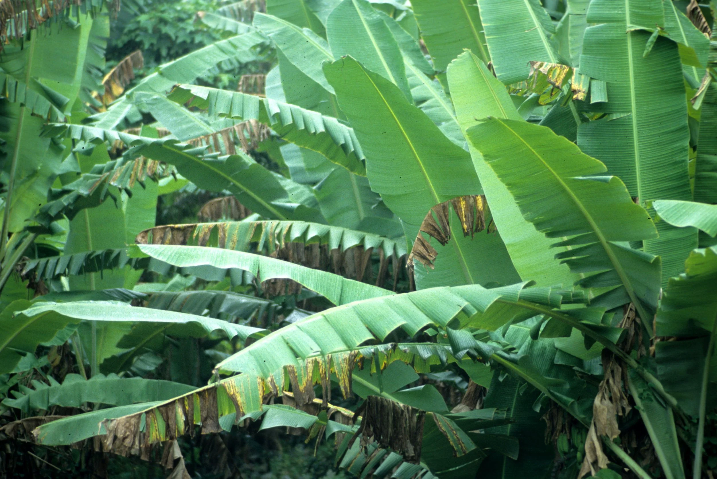 HAWAII - HAWAII - BANANA SPECIES - MUSA SPECIES.jpg