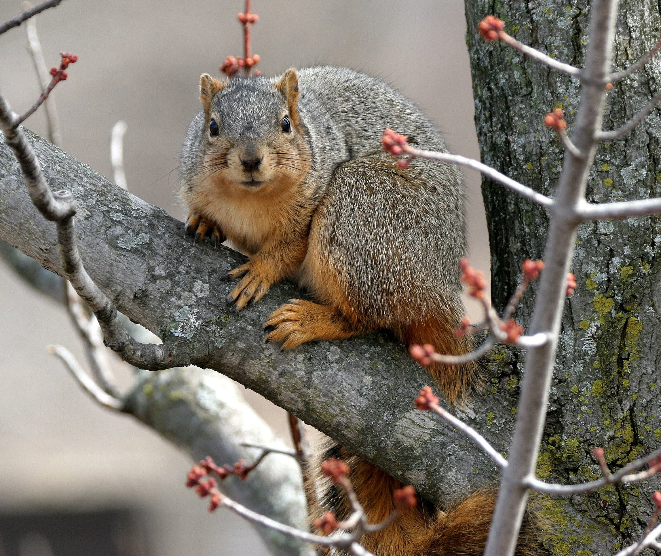Sciurus niger - FOX SQUIRREL - MORTON ARBORETUM ILLINOIS (19).JPG