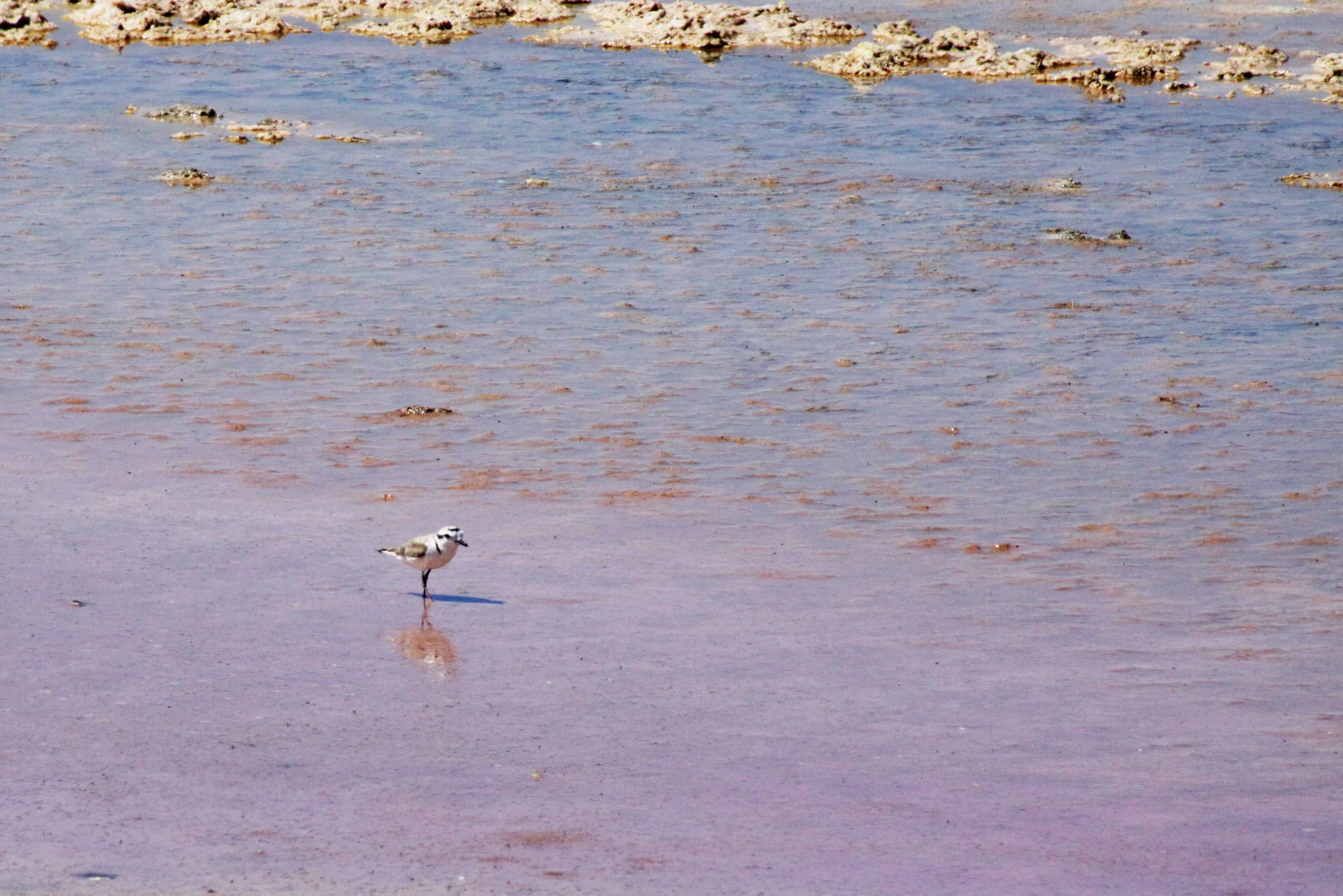 BIRD - PLOVER - SNOWY PLOVER - ALAMOGORDO WETLANDS NEW MEXICO.JPG