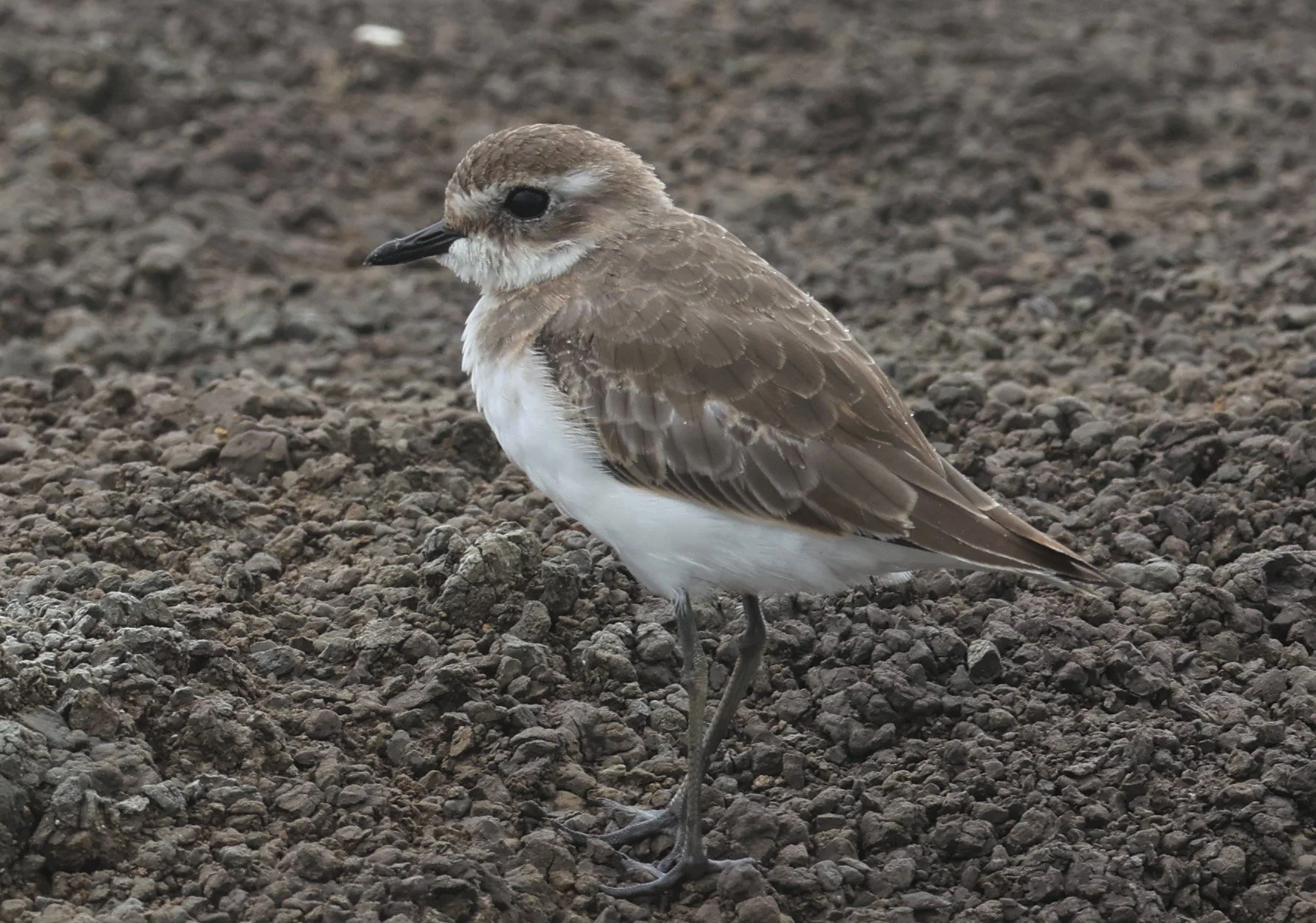 PLOVER - LESSER SAND PLOVER - Charadrius mongolus - BANG PAKONG SALT PANS CHACHOENGSAO WEST OF RIVER Sep 25 2021.jpg