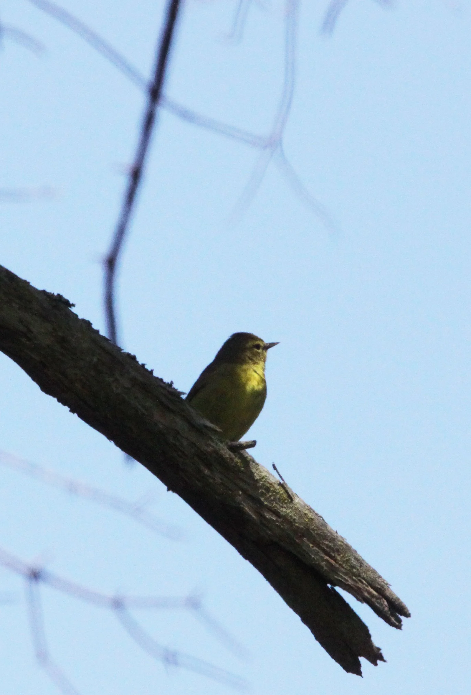 BIRD - WARBLER - ORANGE-CROWNED WARBLER - VERMIVORA CELATA - SEQUIM WA.JPG