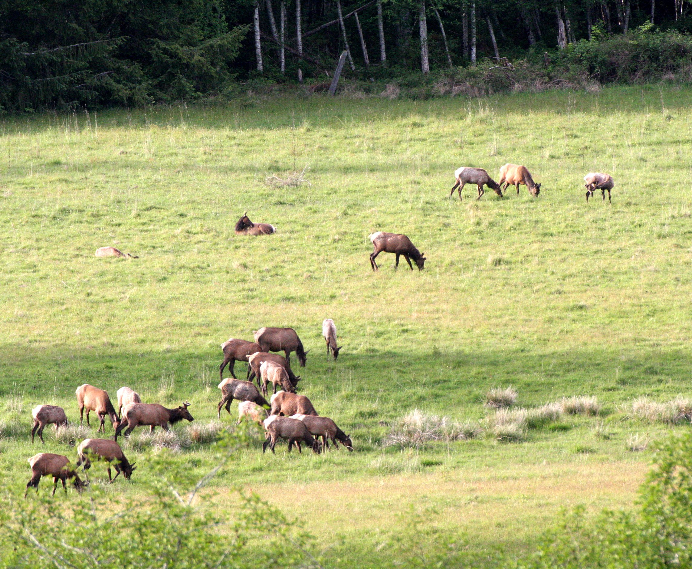 Cervus canadensis roosevelti - ROOSEVELT ELK - WEST END HERD NEAR HOH RIVER WA (5).JPG