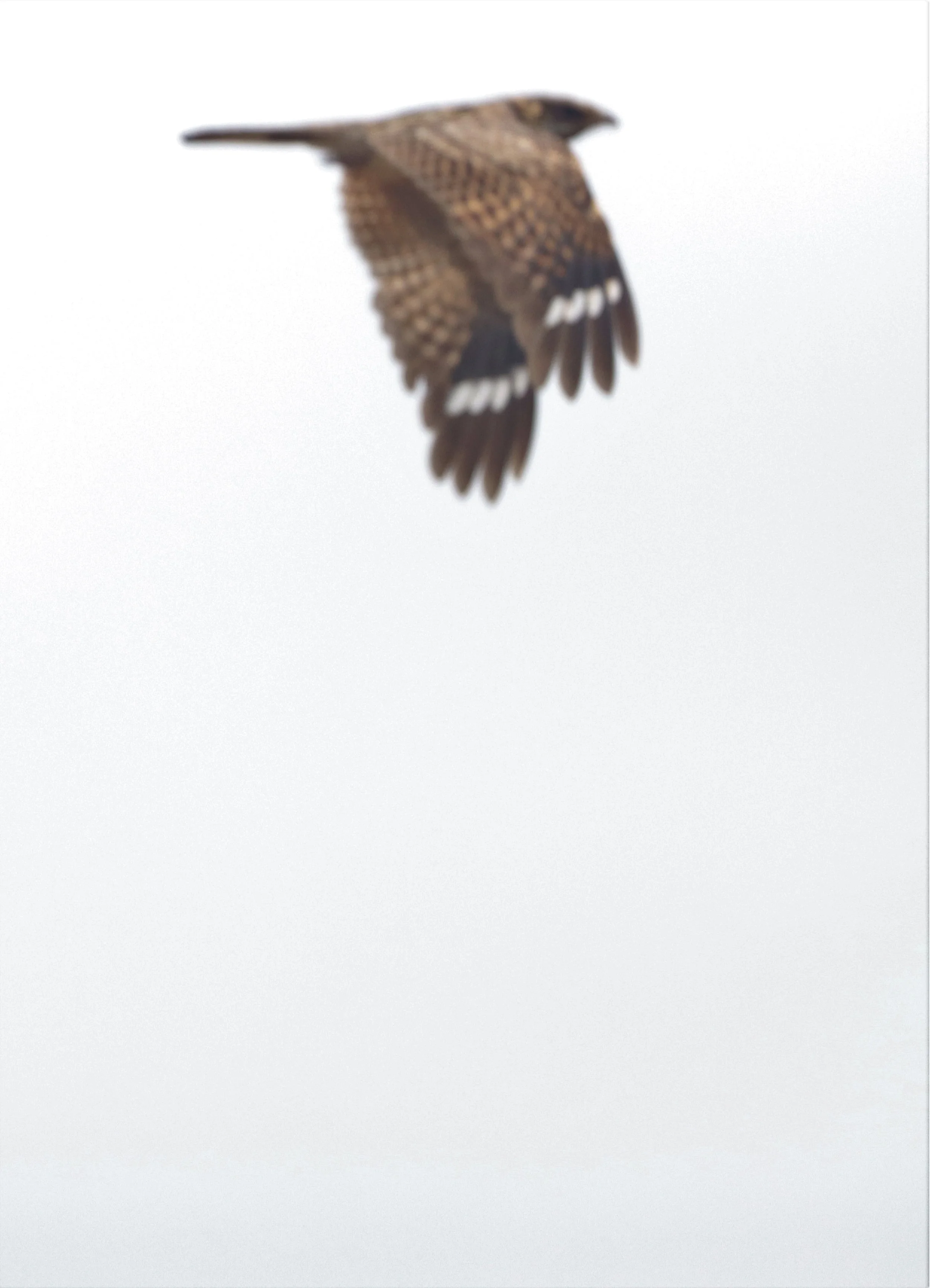 NIGHTJAR - INDIAN NIGHTJAR - Caprimulgus asiaticus - BANG KHAEM WETLANDS NAKHON PATHOM MAR 13 (3).jpg