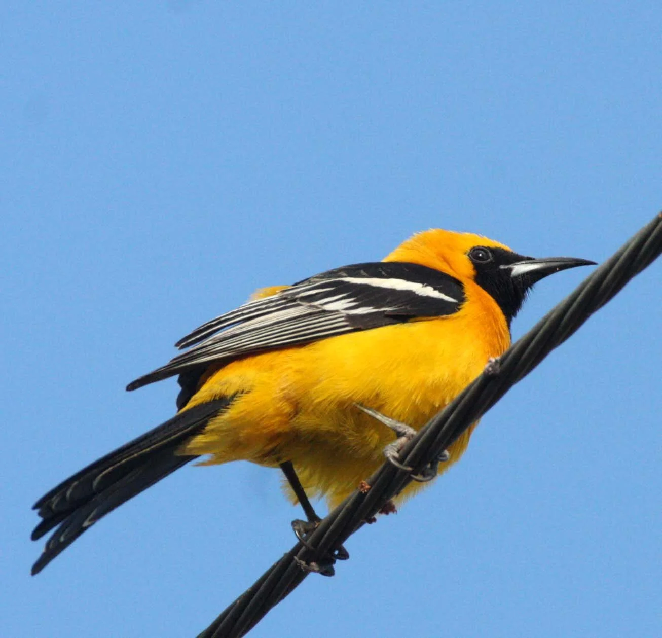 Hooded Oriole (Icterus cucullatus) Loreto Baja Mexico (14).JPG