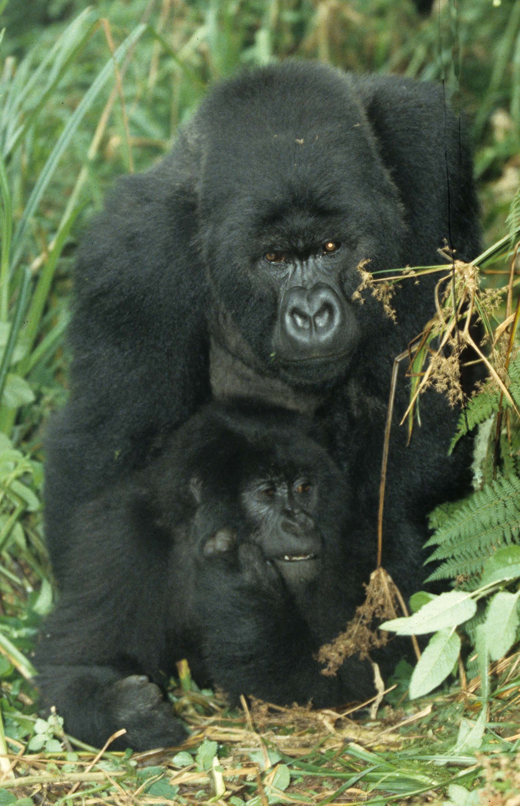 PRIMATE - GORILLA-RWANDA PARC DU VULCANS (34).jpg