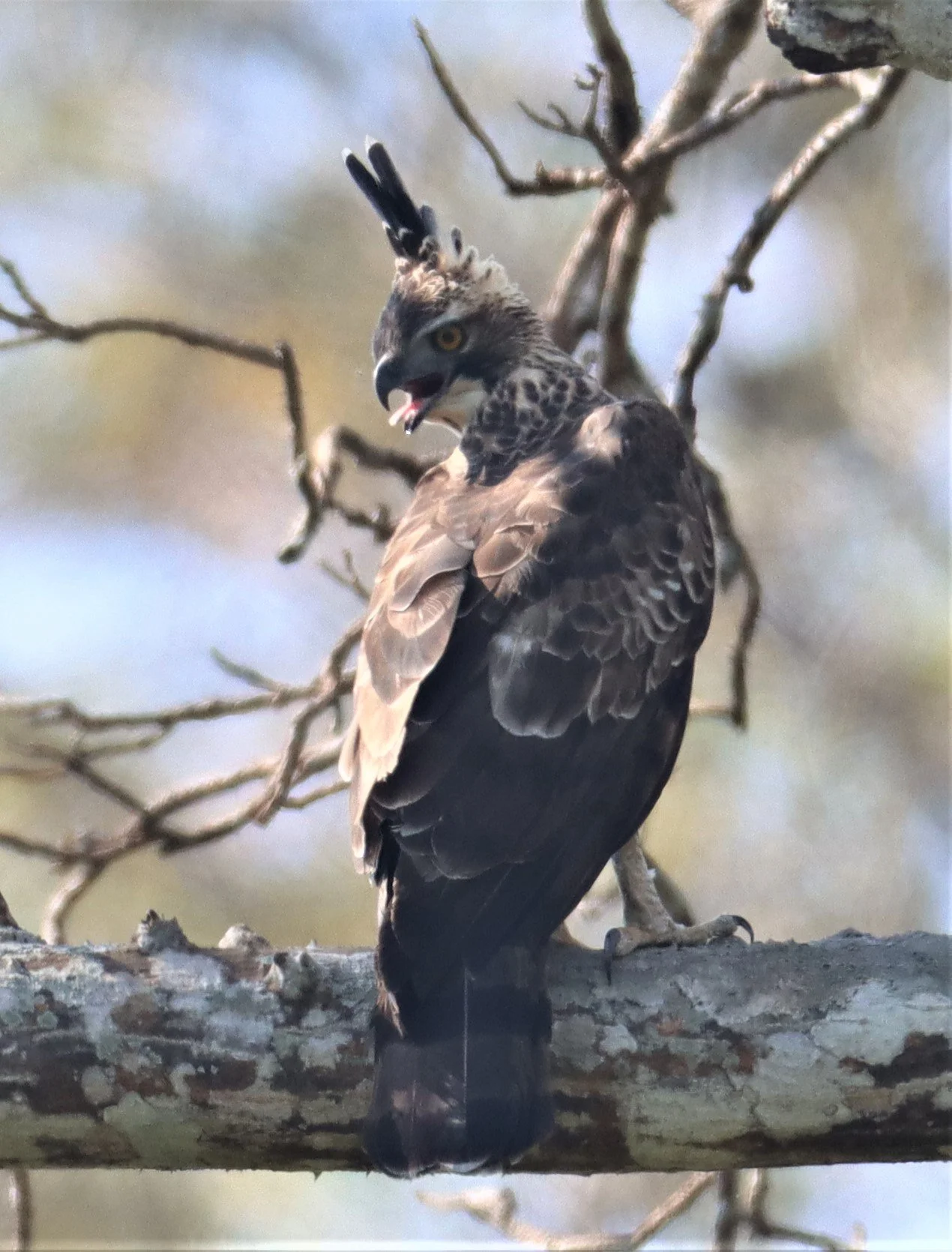 CRESTED HAWK EAGLE - WALLACE'S CRESTED HAWK EAGLE - Nisaetus nanus - KHAO YAI NP (3).JPG