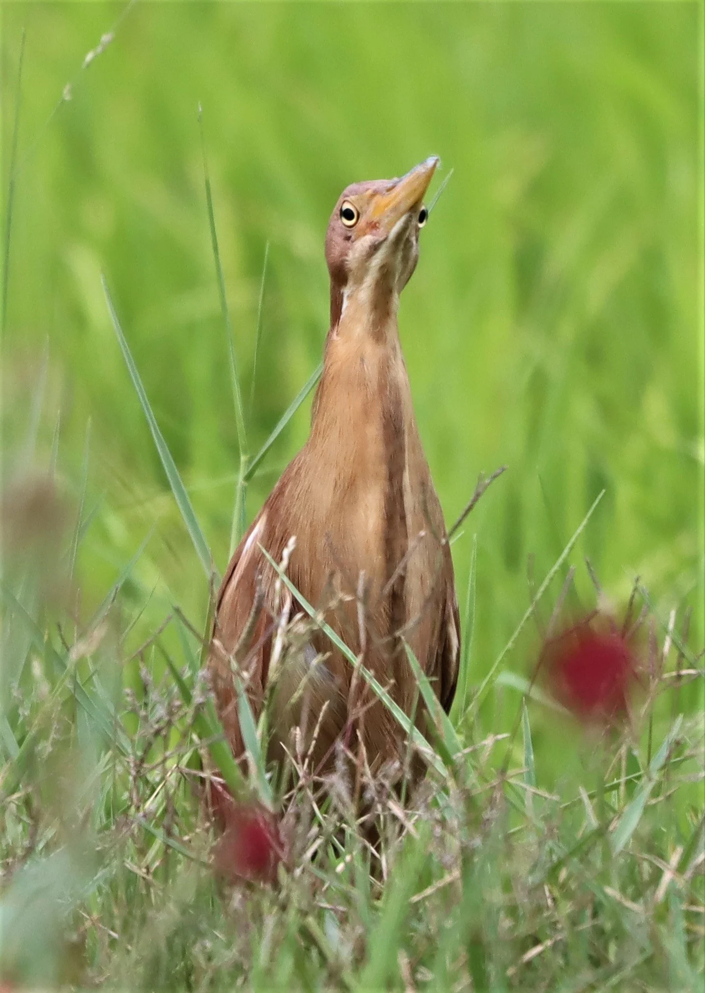 BITTERN - CINNAMON BITTERN (CHESTNUT BITTERN) - Ixobrychus cinnamomeus - BURIRAM HUAI CHORAKHE MAK (112).jpg