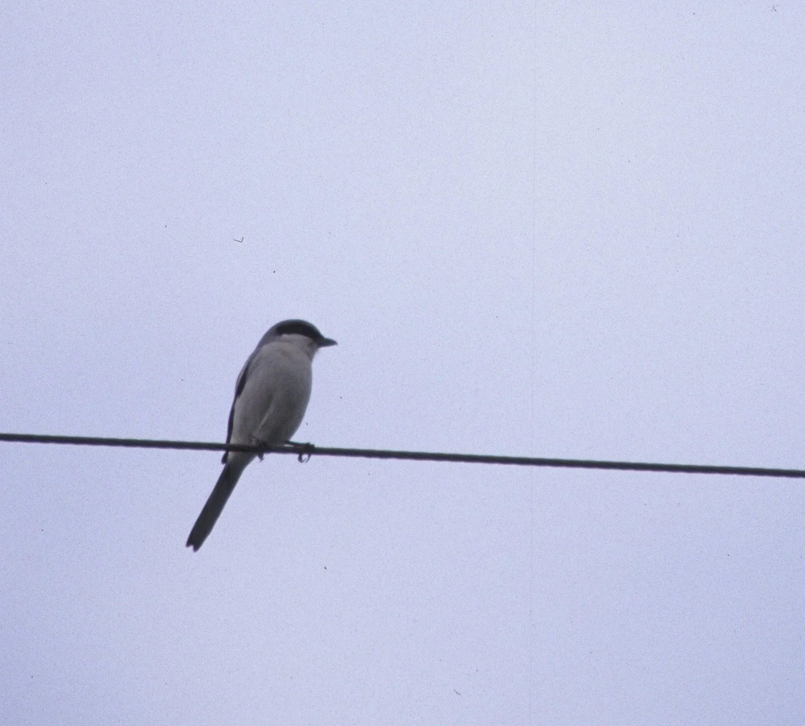 Loggerhead Shrike (Lanius ludovicianus) Klammath Basin Northern California.jpg