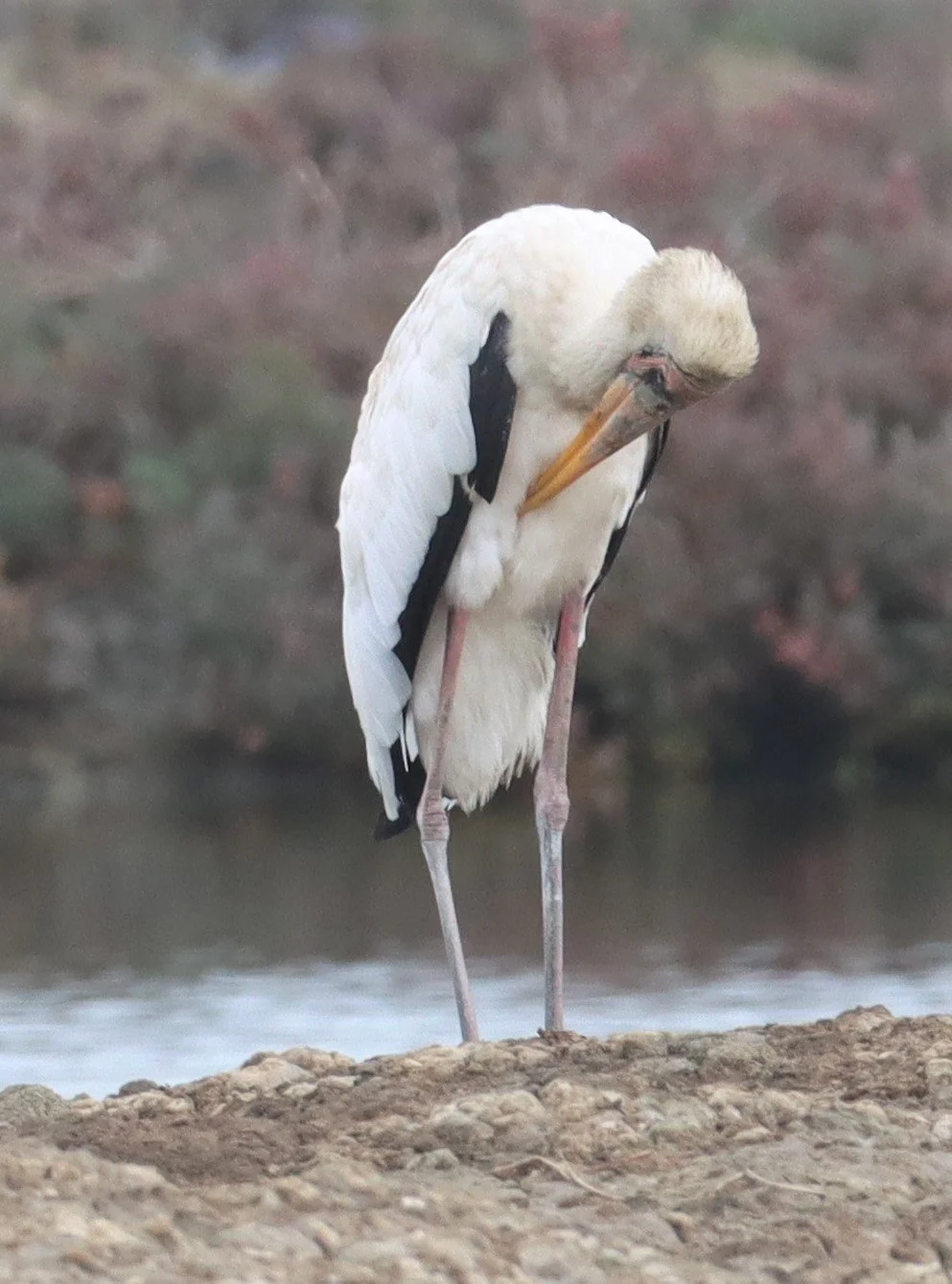 STORK - MILKY STORK - Mycteria cinerea - KHLONG TAMRU CHONBURI (8).jpg