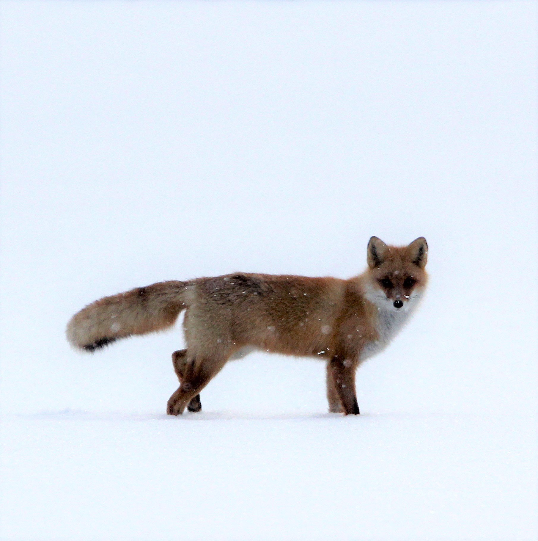 FOX - Vulpes vulpes schrencki - HOKKAIDO RED FOX - TSURUI HOKKAIDO (10).JPG