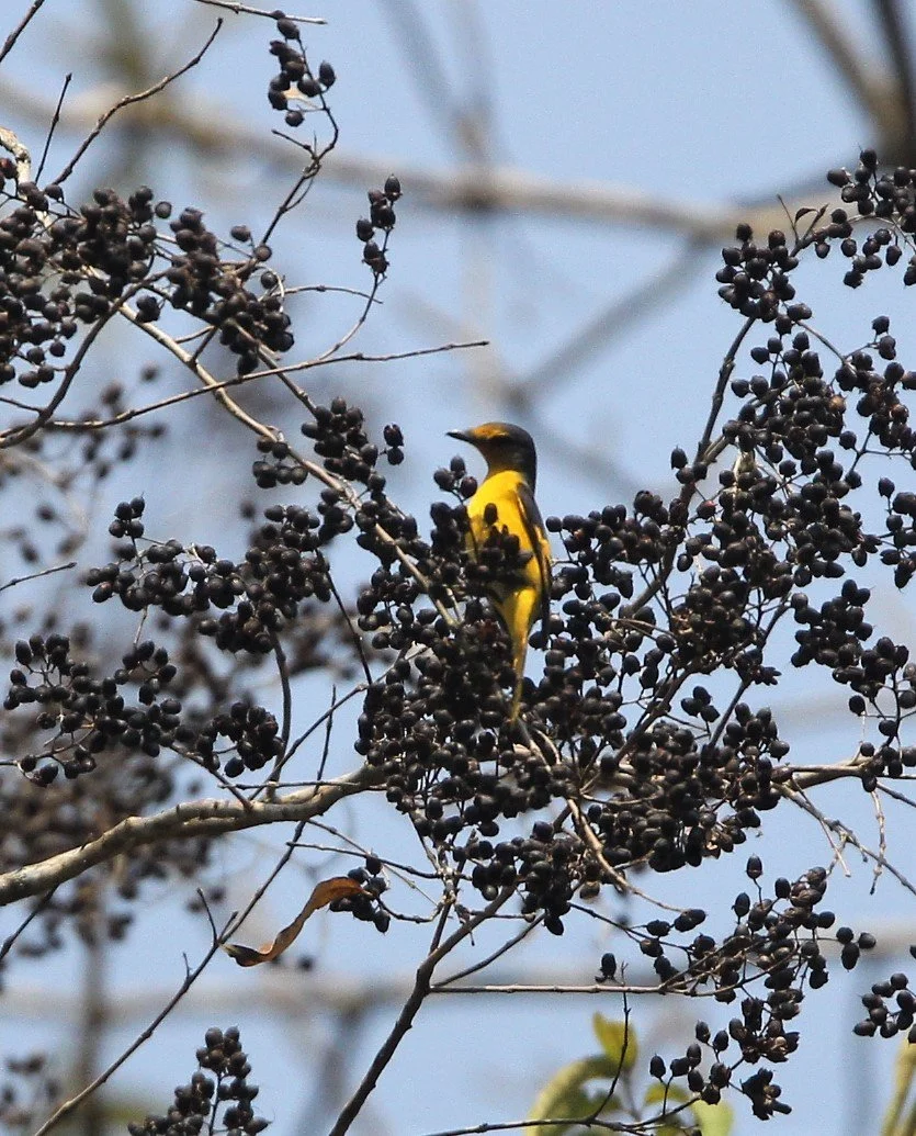 Scarlet Minivet (Pericrocotus speciosus) Kaeng Krachan NP Thailand (6).jpg