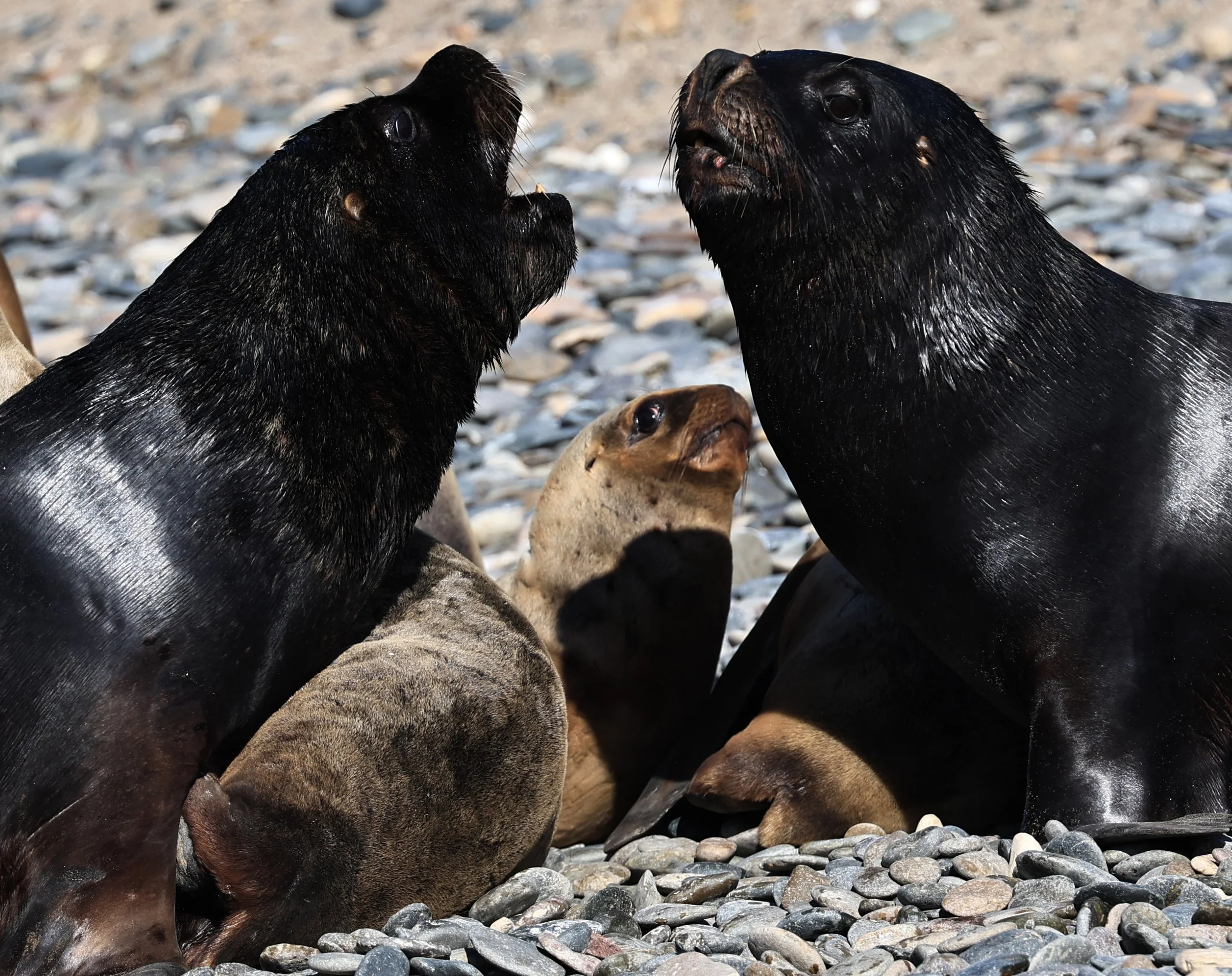 South American Sea Lion (Otaria flavescens) Puerto Rawson Argentina (24).jpg