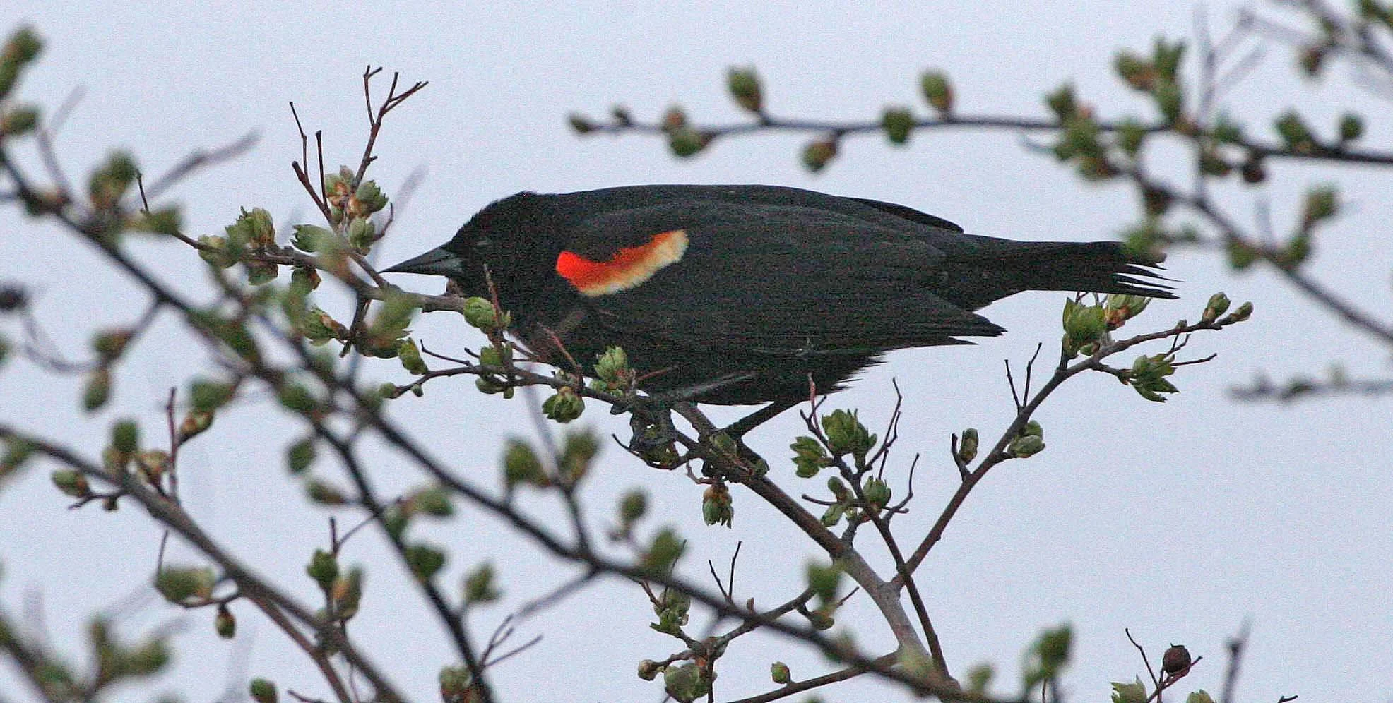 Red-winged Blackbird (Agelaius phoeniceus) Jamestown Olympic Peninsula Washington (16).JPG