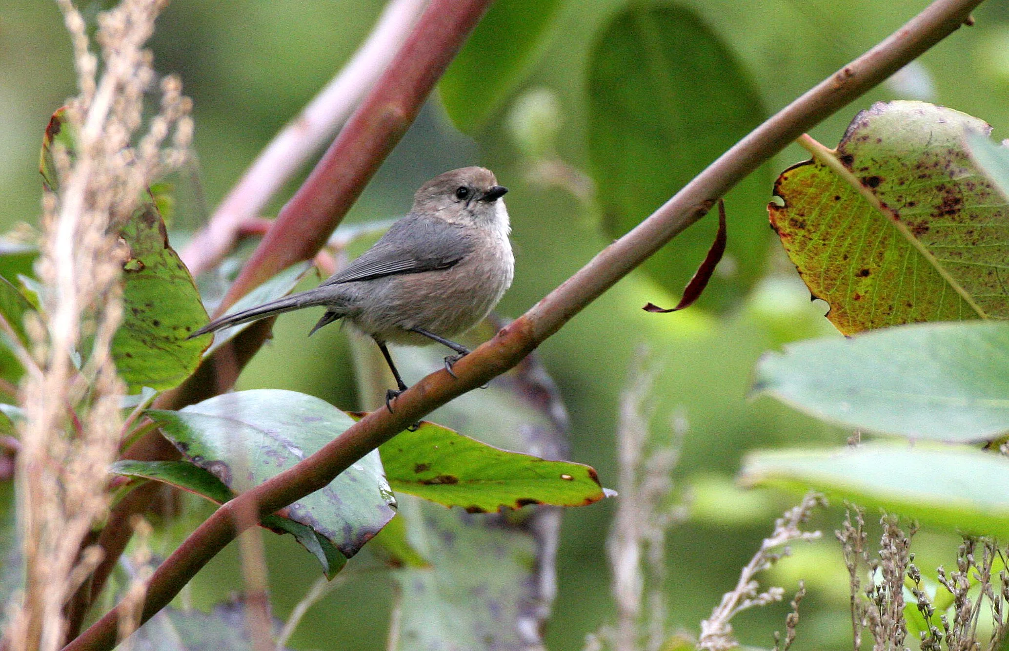 American Bushtit (Psaltriparus minimus) Lake Farm Woods, Olympic Peninsula, Washington (1).JPG