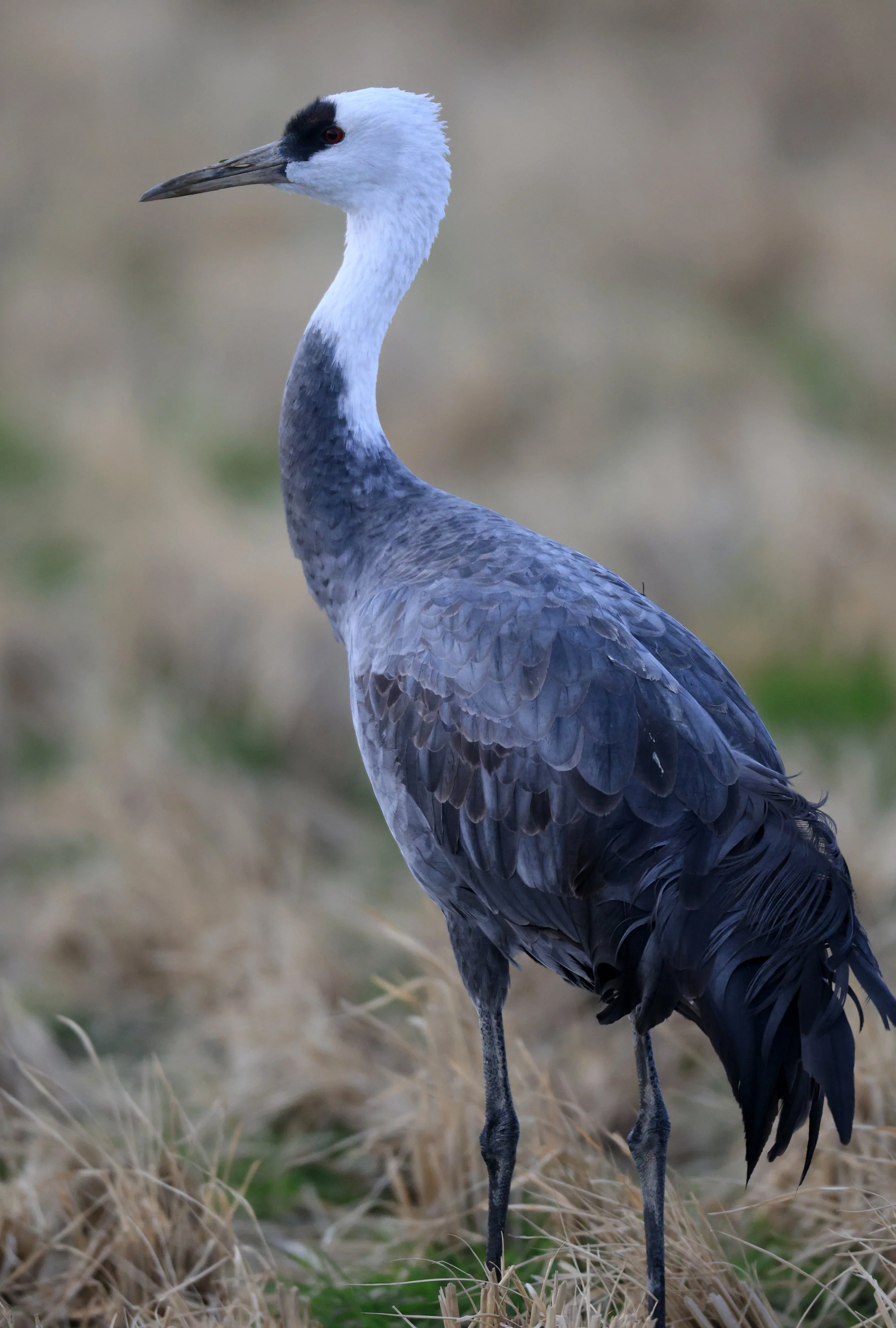 Hooded Crane (Grus monacha) Izumi Crane Park & Center, Izumi Kagoshima Kyushu Japan (70).jpg