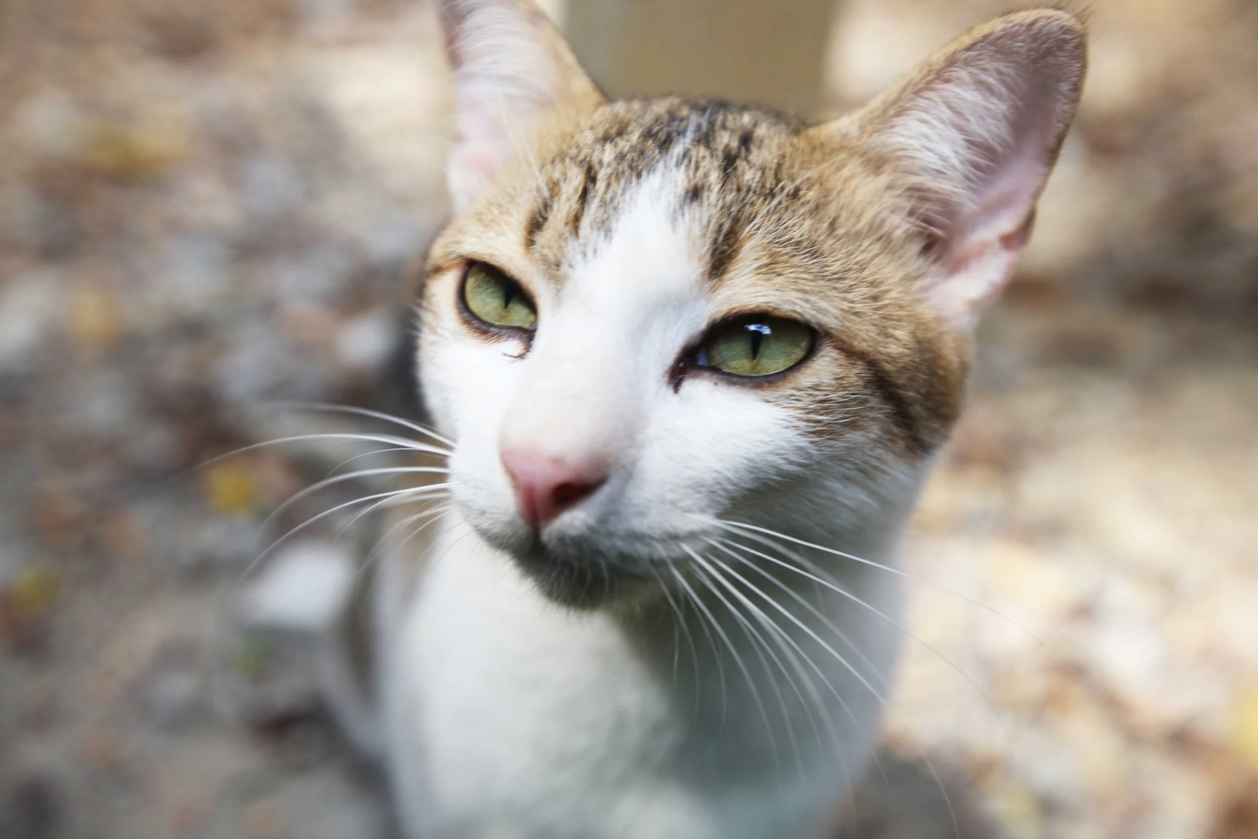 2015 Koh Lanta Songkran with friends from ISB (40).JPG
