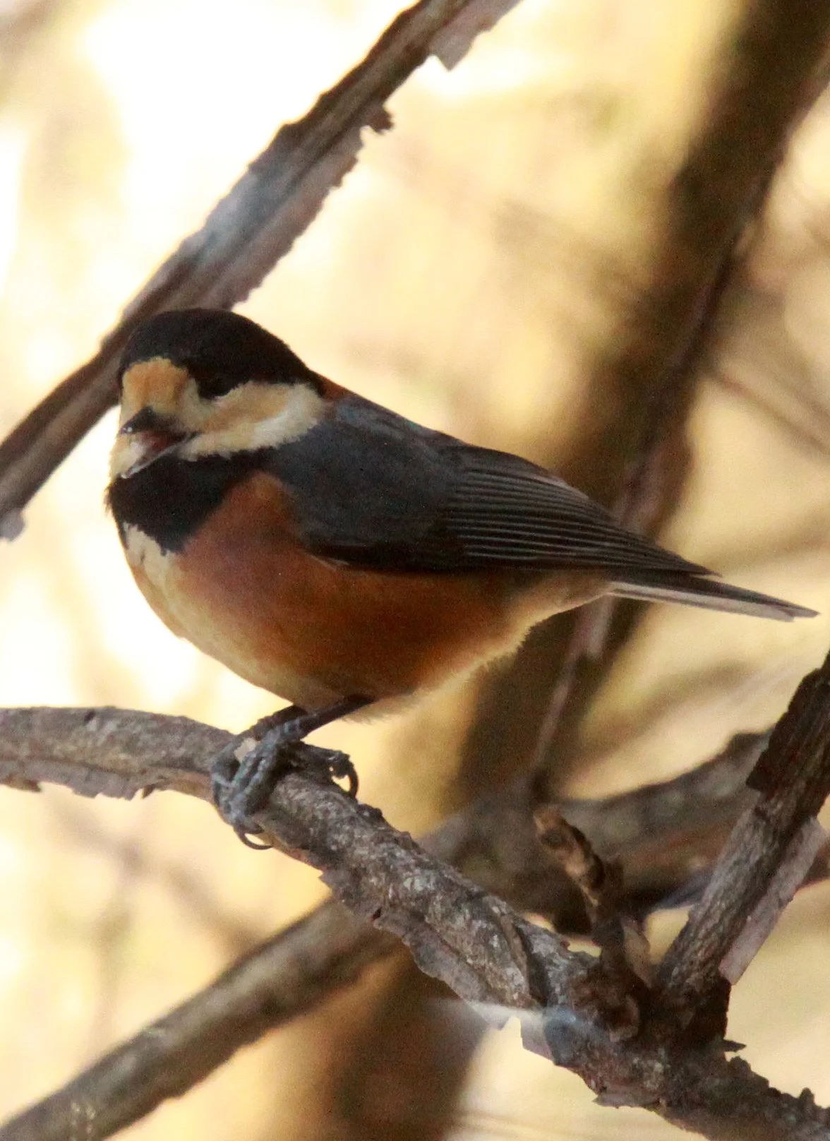 Varied Tit (Sittiparus varia) Shiobutsu Onsen, Karuizawa Japan (9).JPG