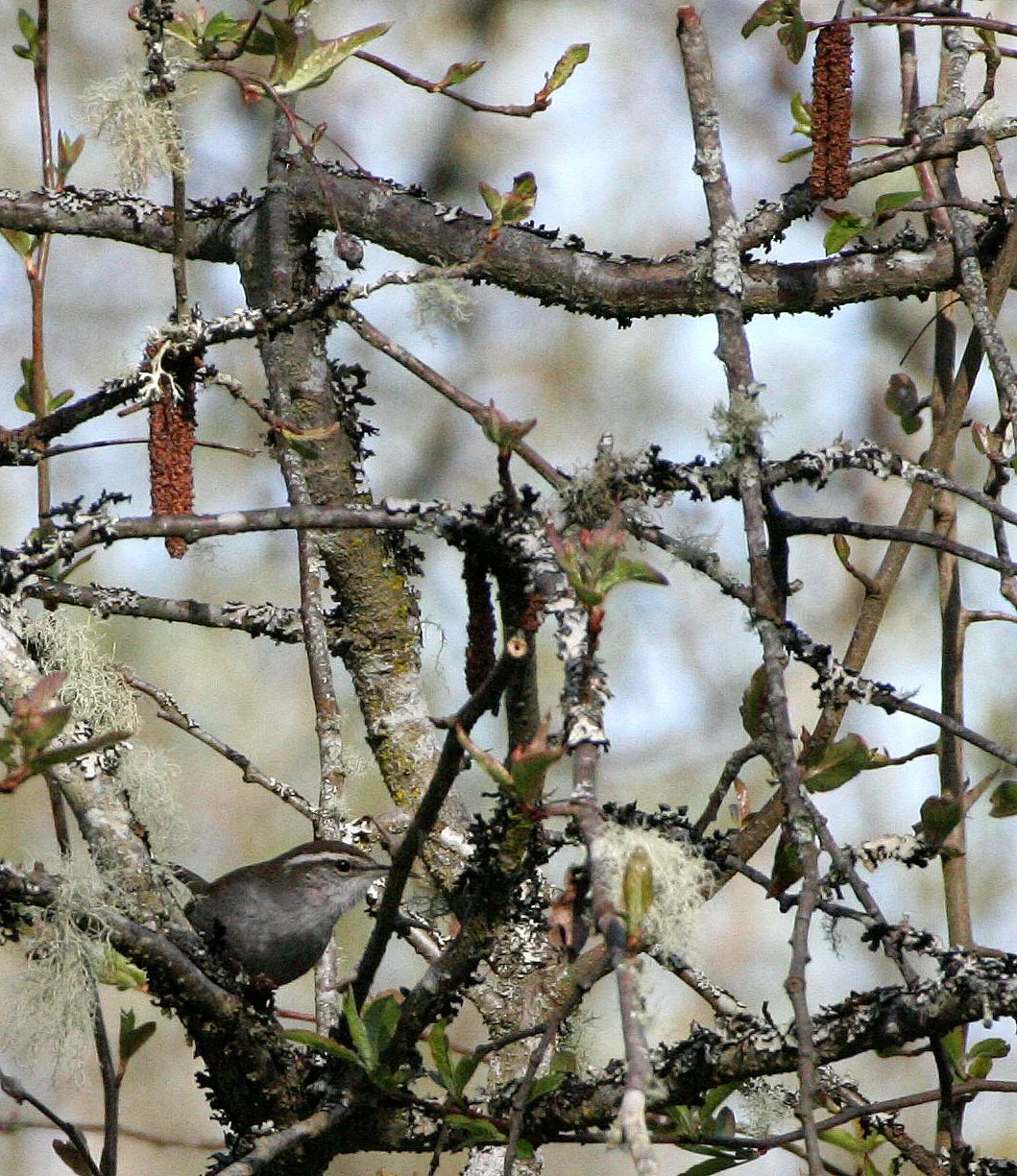 BIRD - WREN - BEWICK'S WREN - THRYOMANES BEWECKII - LAKE FARM WOODS WA (3).JPG