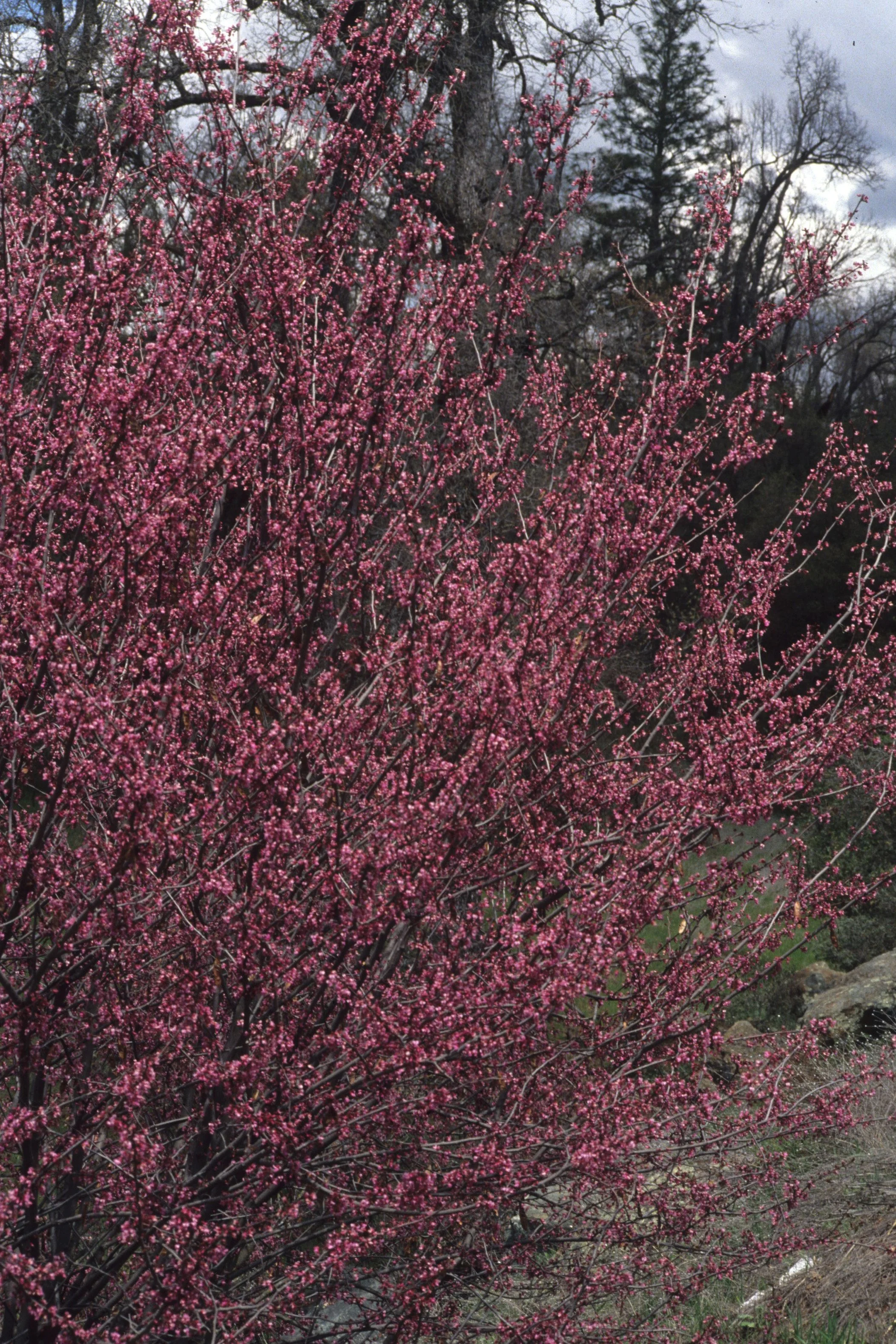 AMERICAN RIVER - WESTERN REDBUD B.jpg