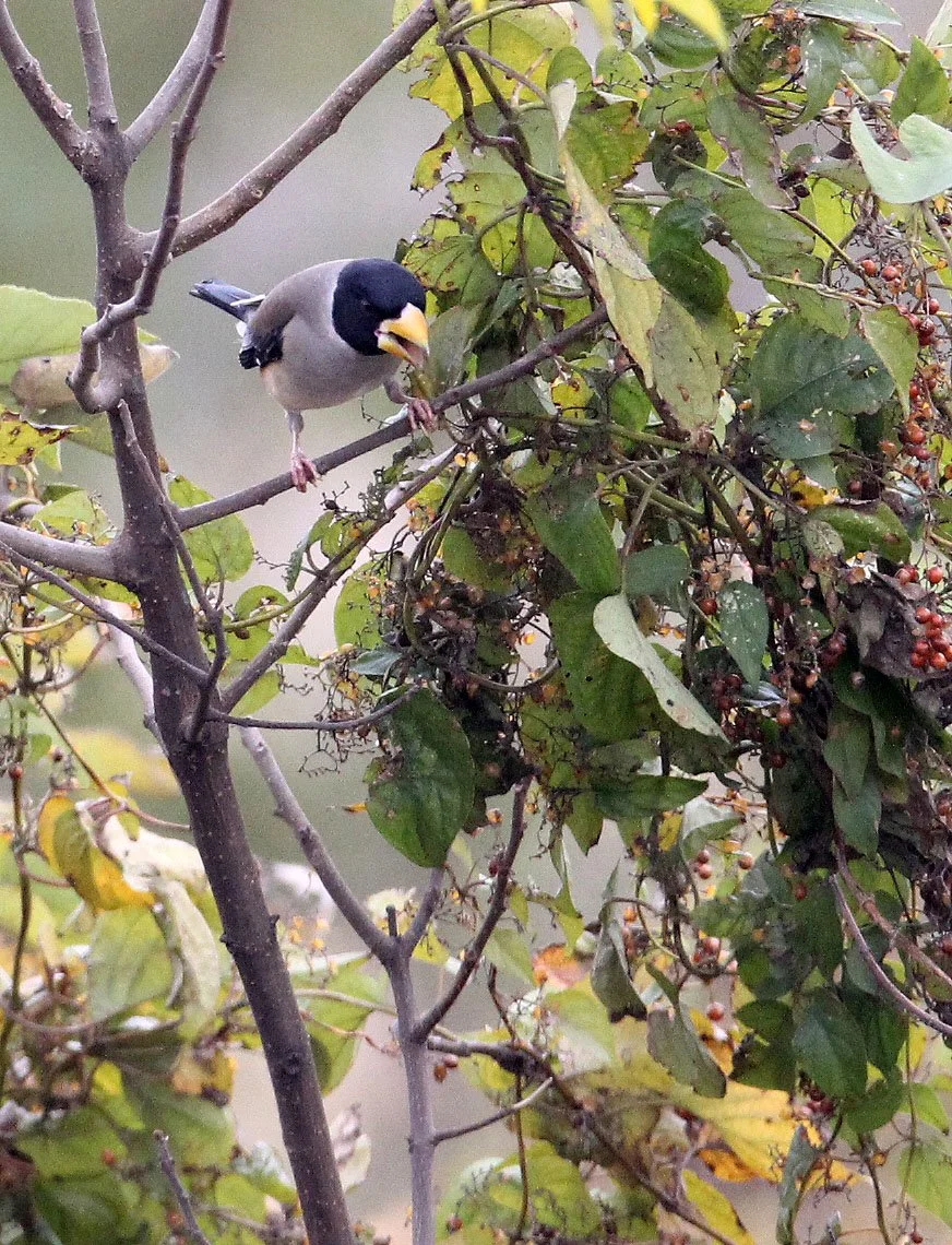 Chinese Grosbeak (Eophona migratoria) Nanji Hill Reserve, Poyang Lake, Jiangxi China (31).JPG