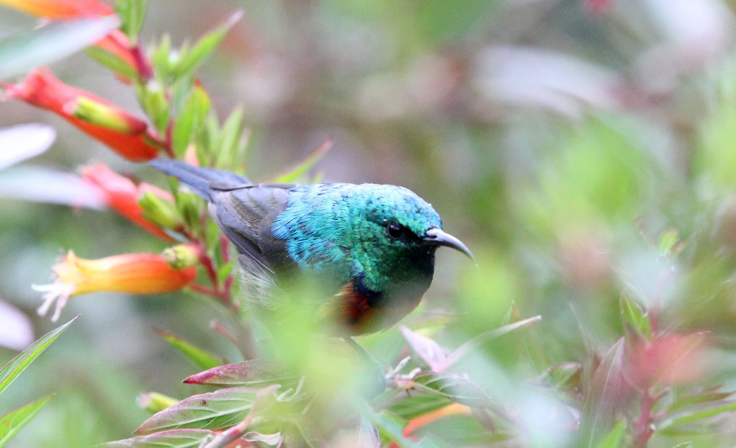 BIRD - SUNBIRD - REGAL SUNBIRD - NYUNGWE NATIONAL PARK RWANDA (420).JPG