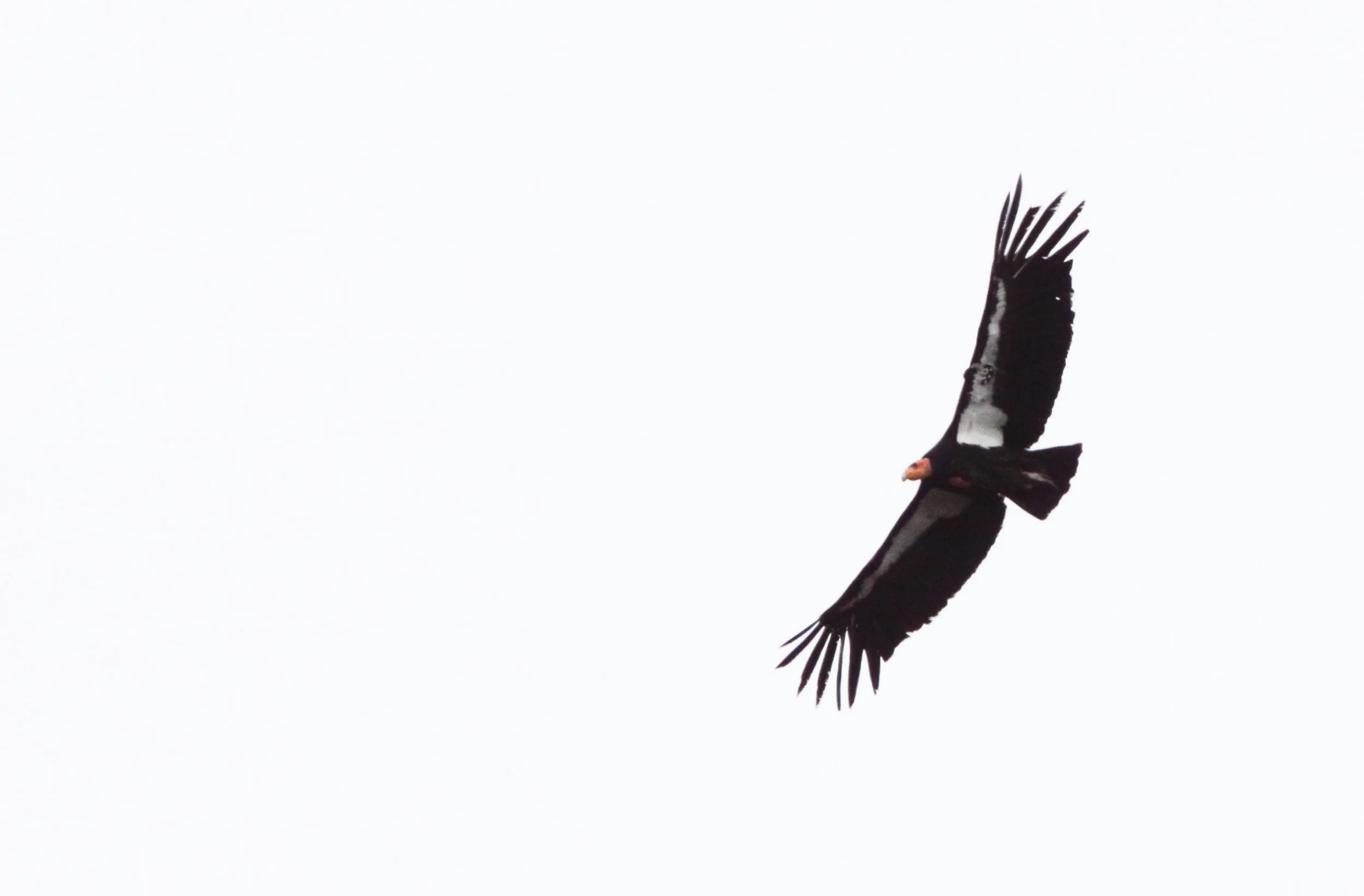 Gymnogyps californianus - CALIFORNIA CONDOR - PINNACLES NATIONAL MONUMENT CALIFORNIA (64).jpg