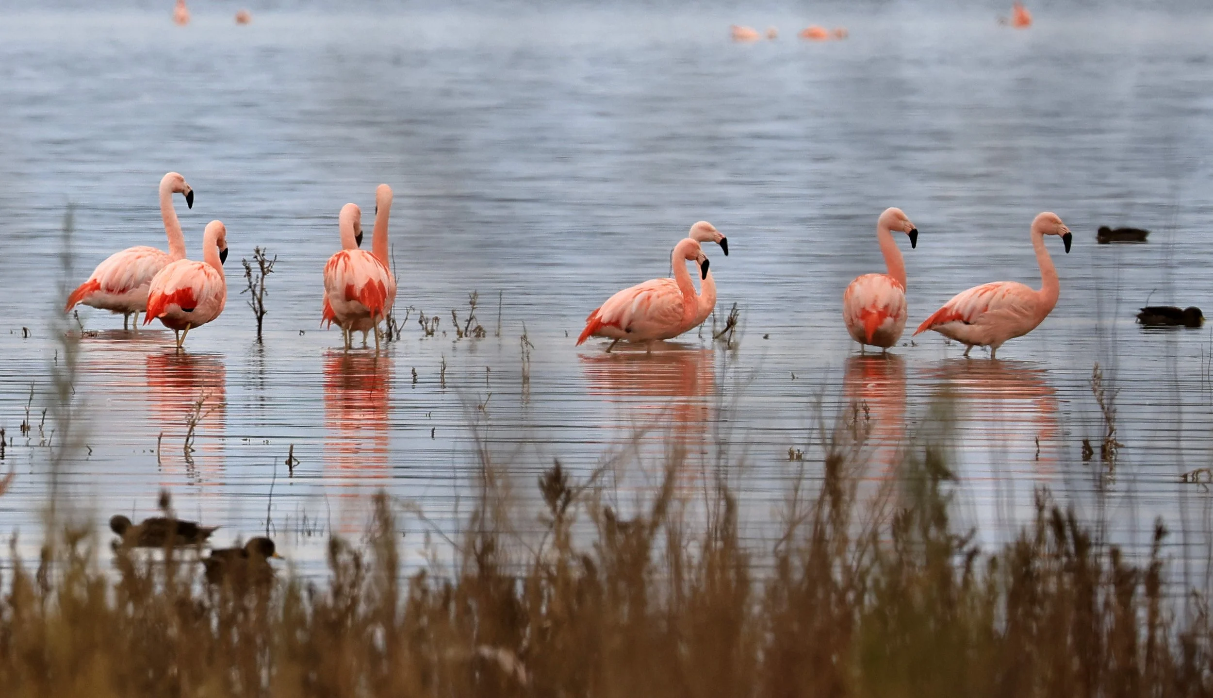 Chilean Flamingo (Phoenicopterus chilensis) Lagunas del Ornitólogo, Trelew Argentina (86).jpg