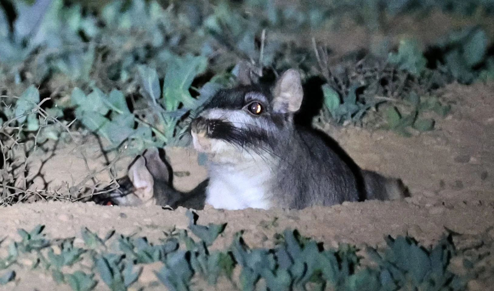 Plains Viscacha (Lagostomus maximus) emerging from their den