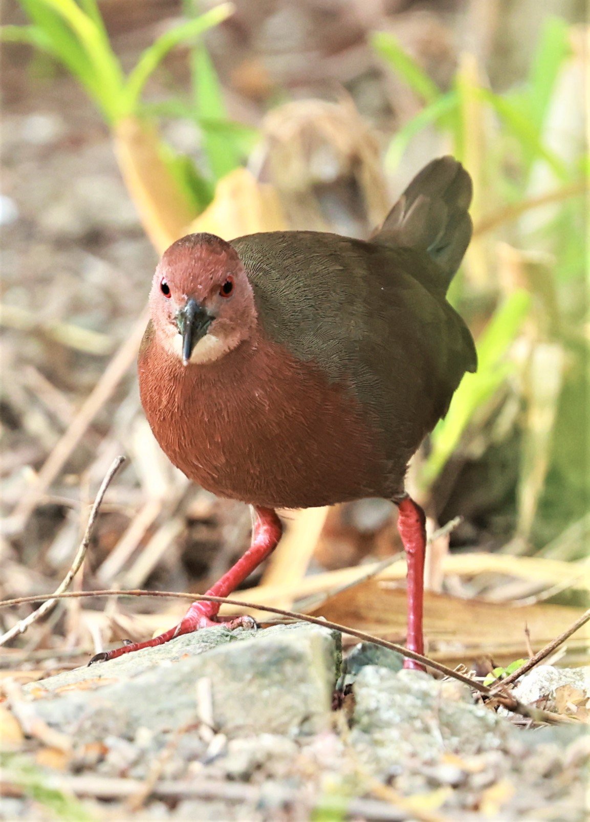 Ruddy-breasted Crake (Porzana fusca) Kaeng Krachan NP Vicinity (2).jpg