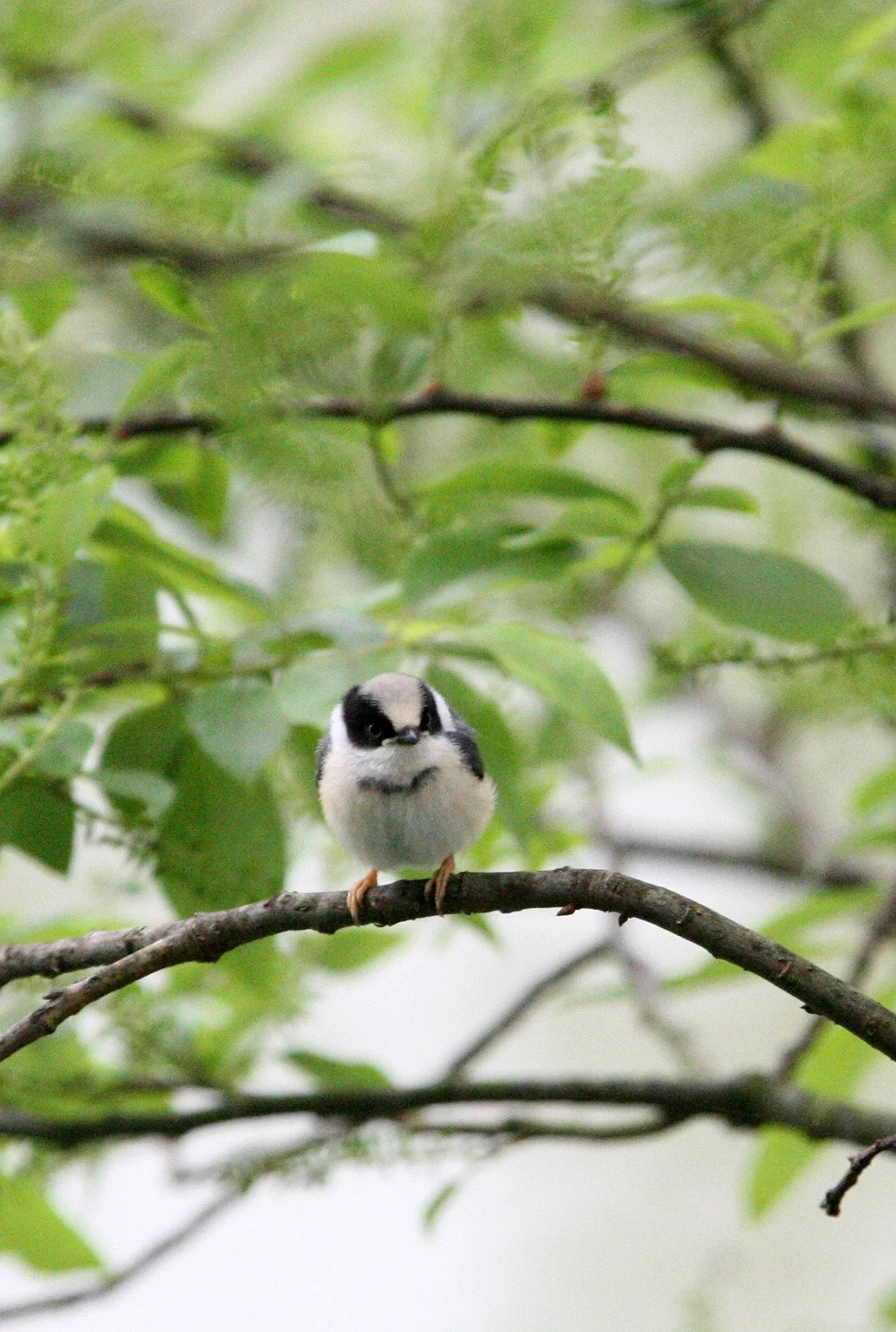 Black-throated Bushtit (Aegithalos concinnus) Hongcun Village, Anhui China (6).JPG