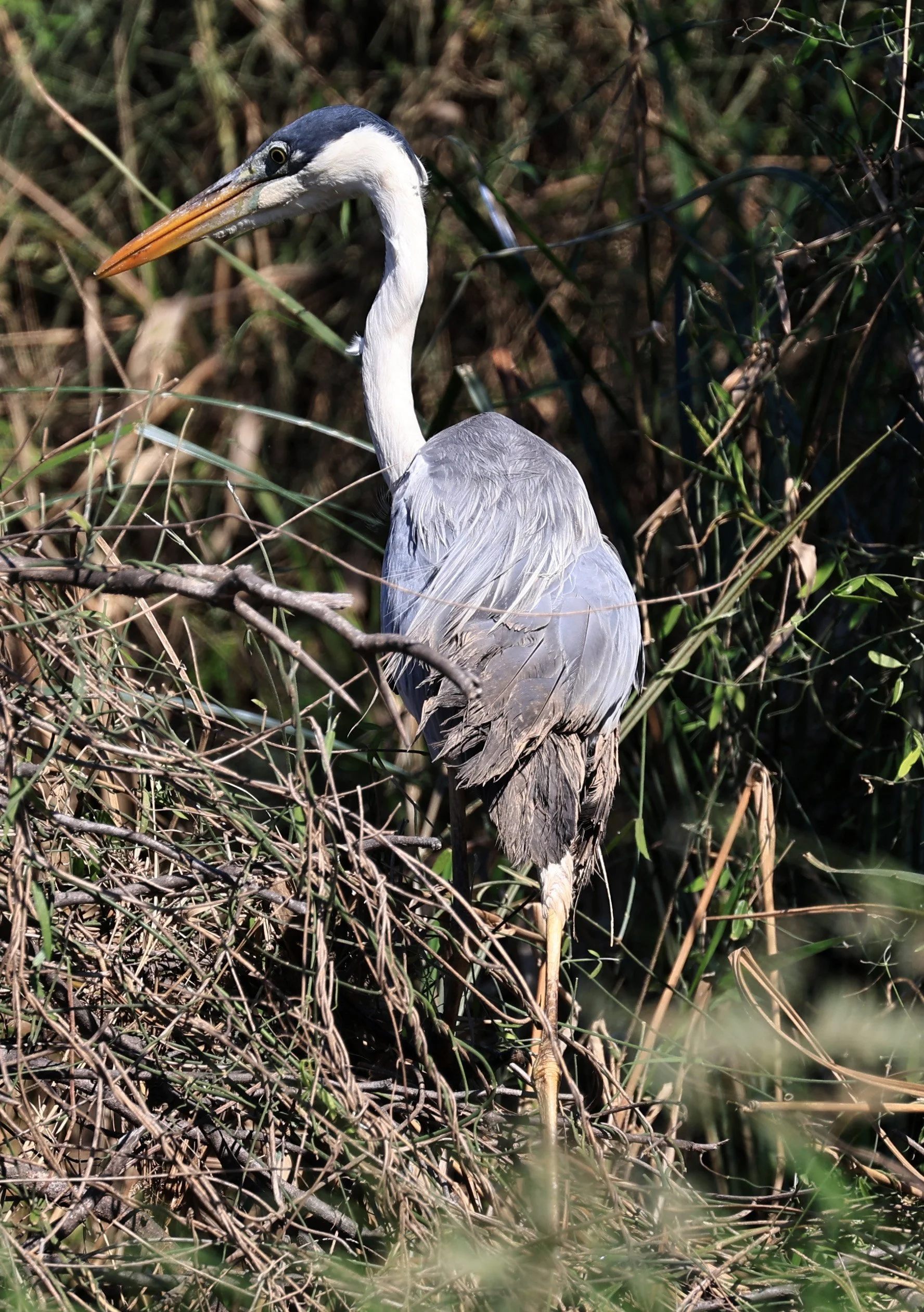 Cocoi Heron (Ardea cocoi) Agua Dulce Paraguay (3).jpg