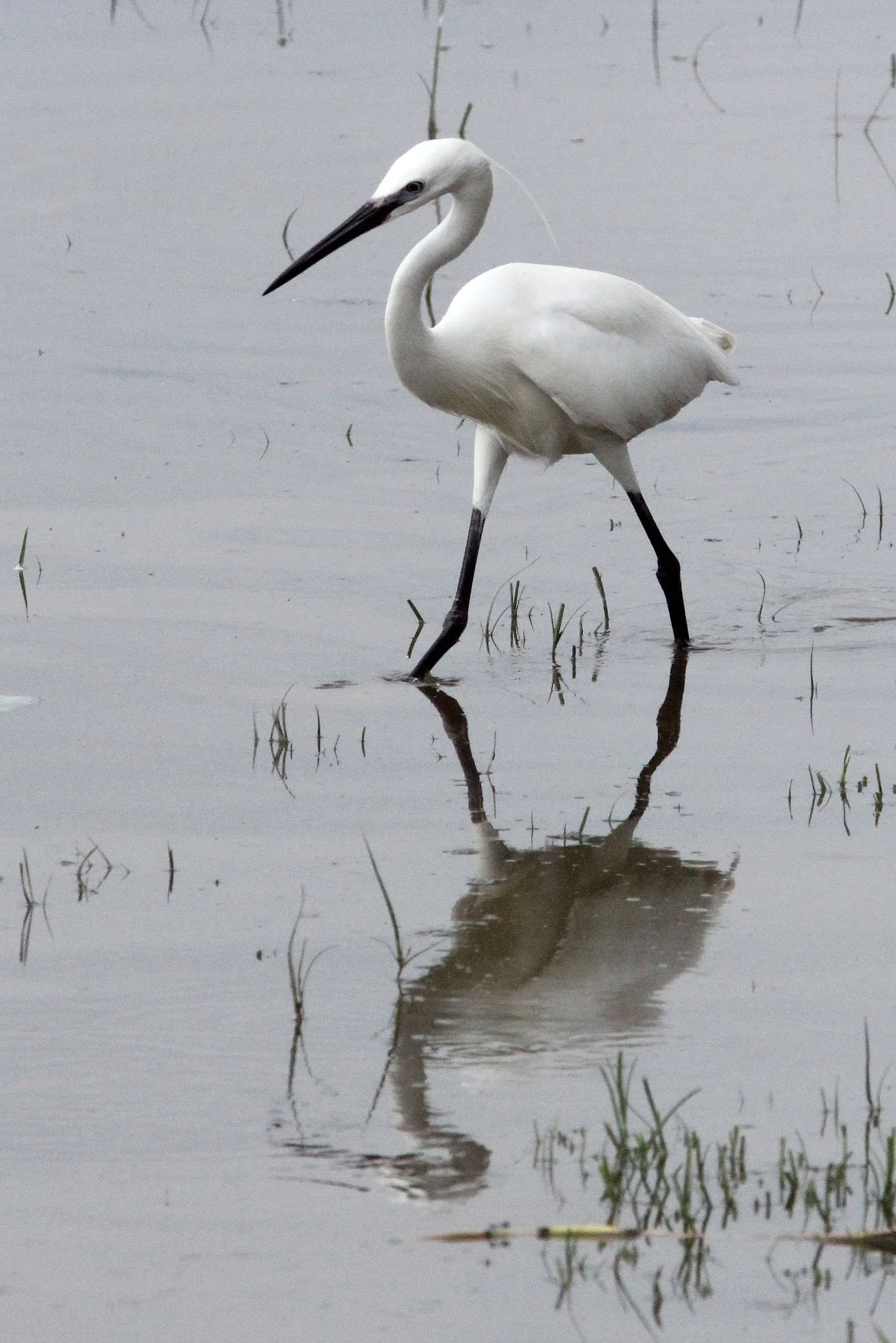 EGRET - LITTLE EGRET- Egretta garzetta - ZIWAY LAKE ETHIOPIA (1).JPG