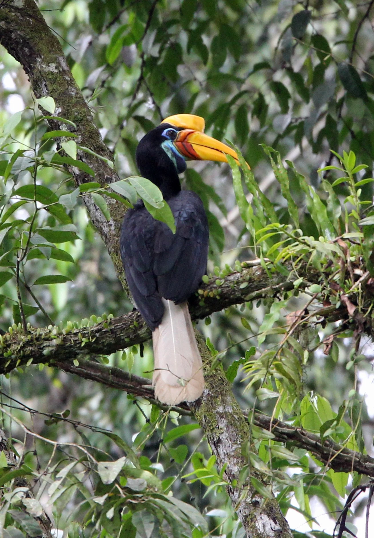 Rhyticeros cassidix - SULAWESI WRINKLED (KNOBBED) HORNBILL - NANTU NATIONAL NATURE RESERVE SULAWESI INDONESIA (6).JPG