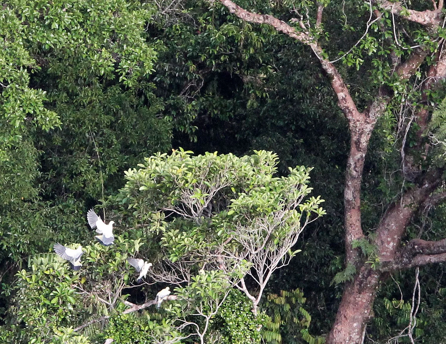 TANGKOKO NATIONAL PARK SULAWESI INDONESIA (67).JPG