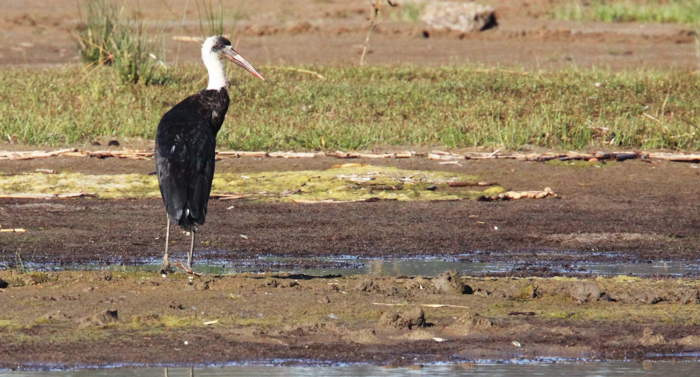 STORK - AFRICAN WOOLLY-NECKED STORK - Ciconia microscelis - SAINT LUCIA NATURE RESERVES SOUTH AFRICA (18).JPG